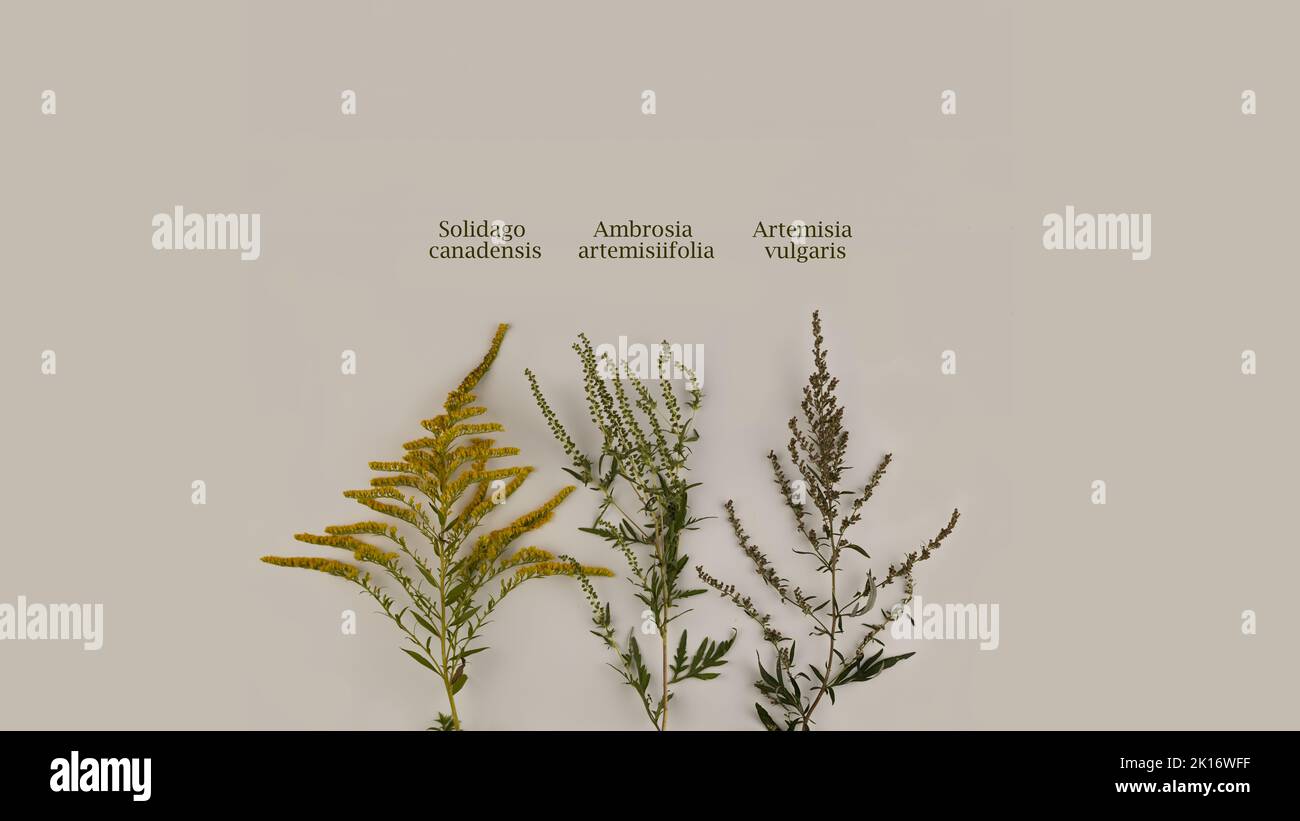 Comparison of ragweed, goldenrod and wormwood flowers. Blooming Ambrosia artemisiifolia is a dangerous allergenic plants, weed bushes pollen causes Stock Photo
