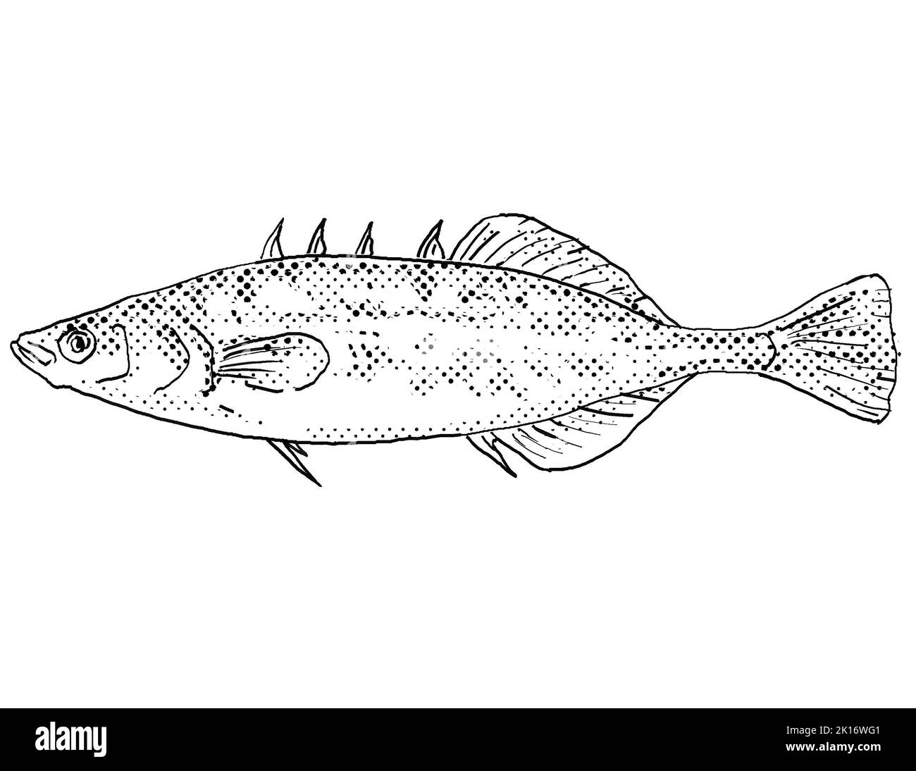Cartoon style line drawing of a brook stickleback or Culaea inconstans  freshwater fish found in North America with halftone dots on isolated backgrou Stock Photo