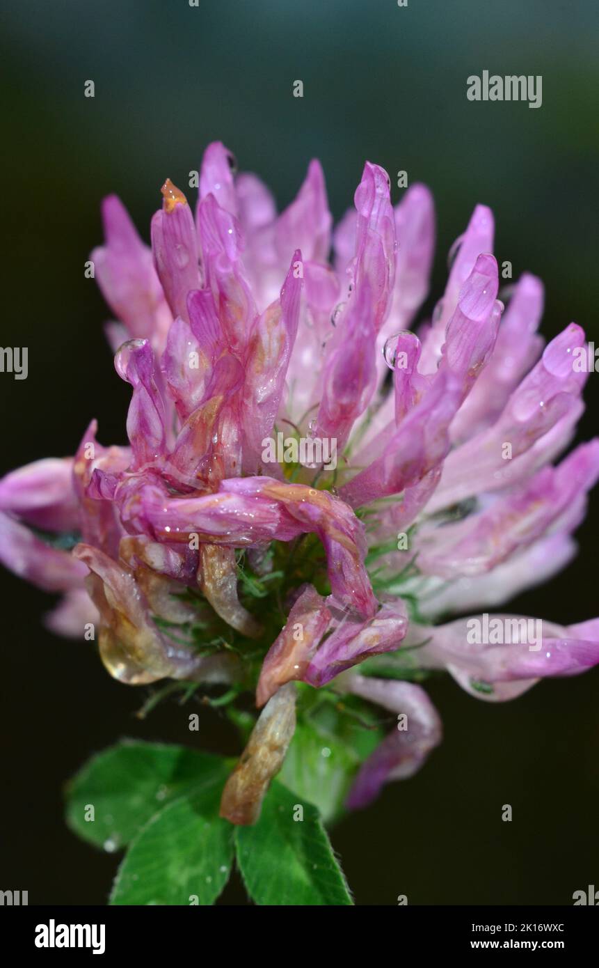 red clover in autumn Stock Photo