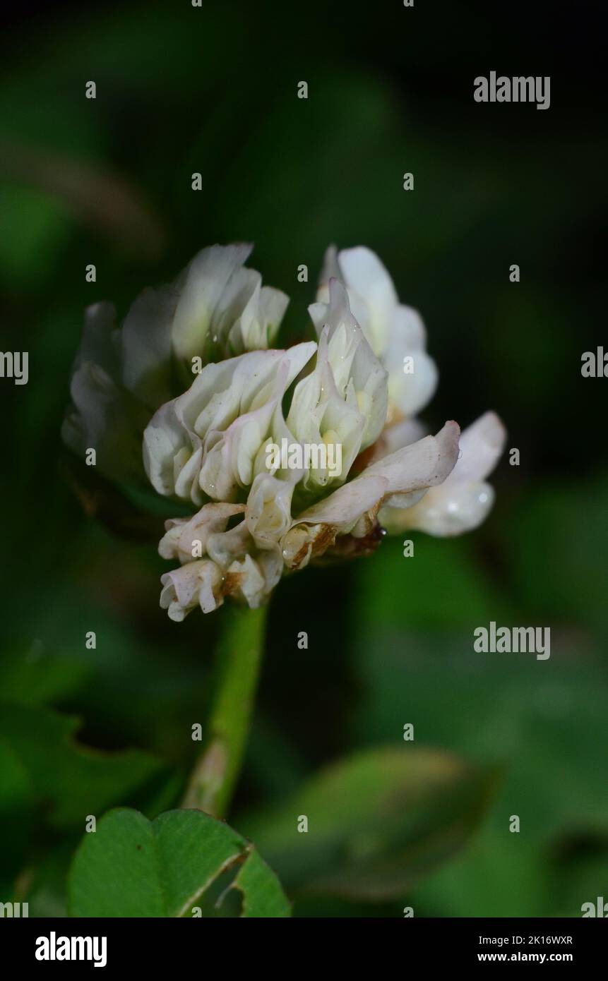 white clover vertical in autumn Stock Photo