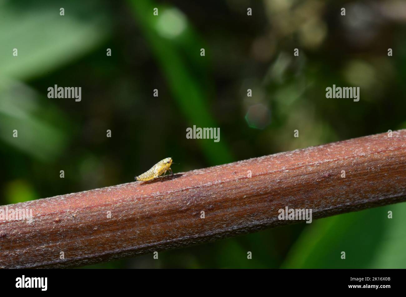 Tiny Leafhopper Stock Photo