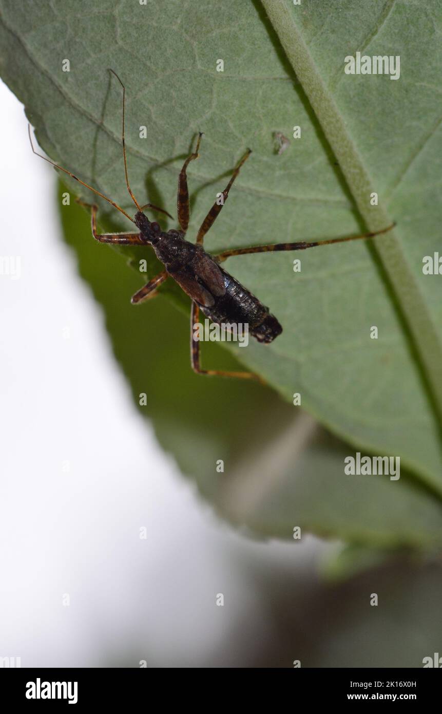 ugly bugs of montana