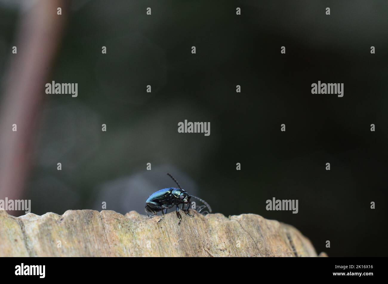 flea beetle (Psylliodes) Stock Photo