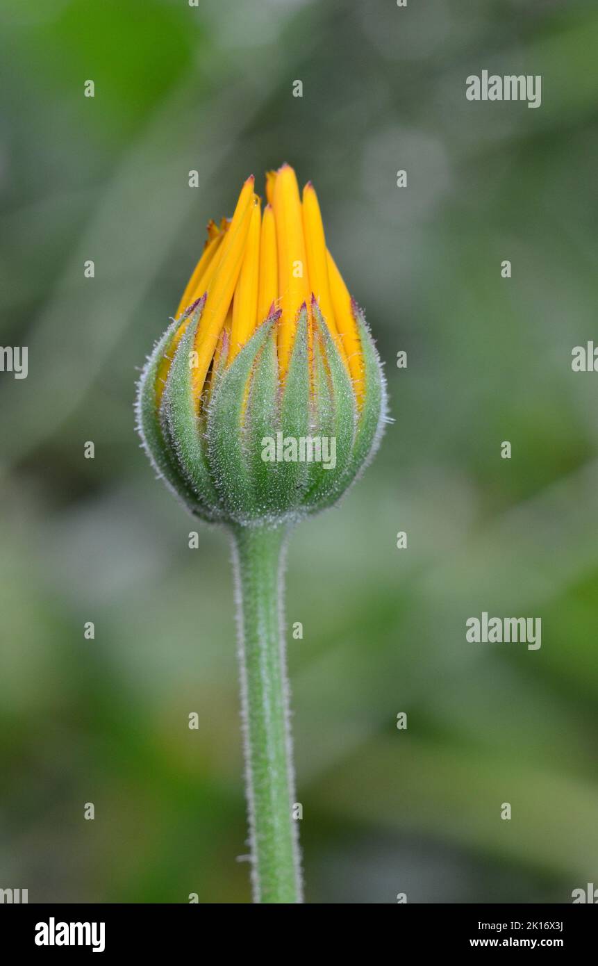 common marigold bud Stock Photo