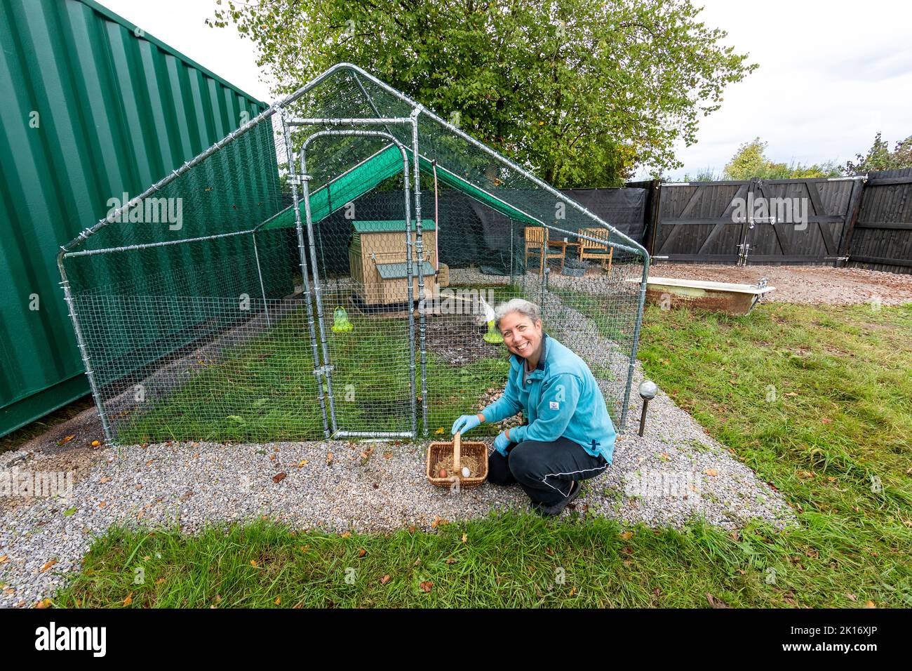 My first chickens. Keeping hens for egg production Stock Photo Alamy