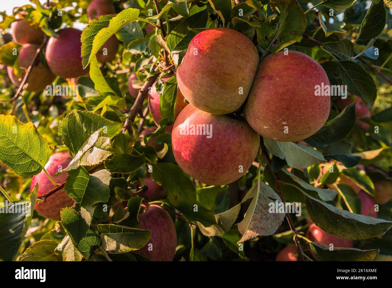 Red ripe apples hanging on tree ready for harvest Stock Photo - Alamy