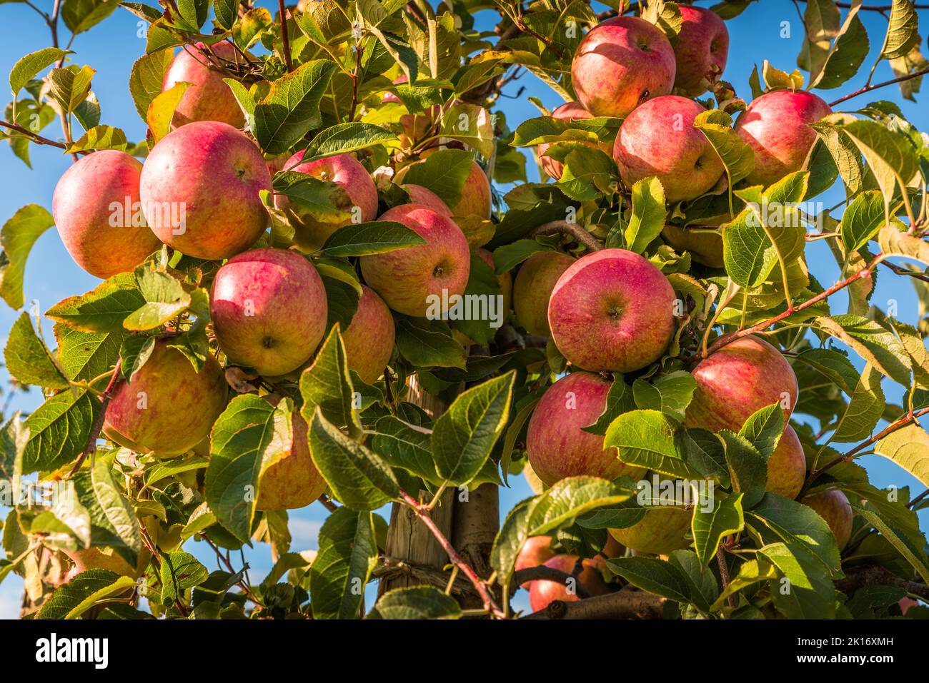 Red ripe apples hanging on tree ready for harvest Stock Photo - Alamy