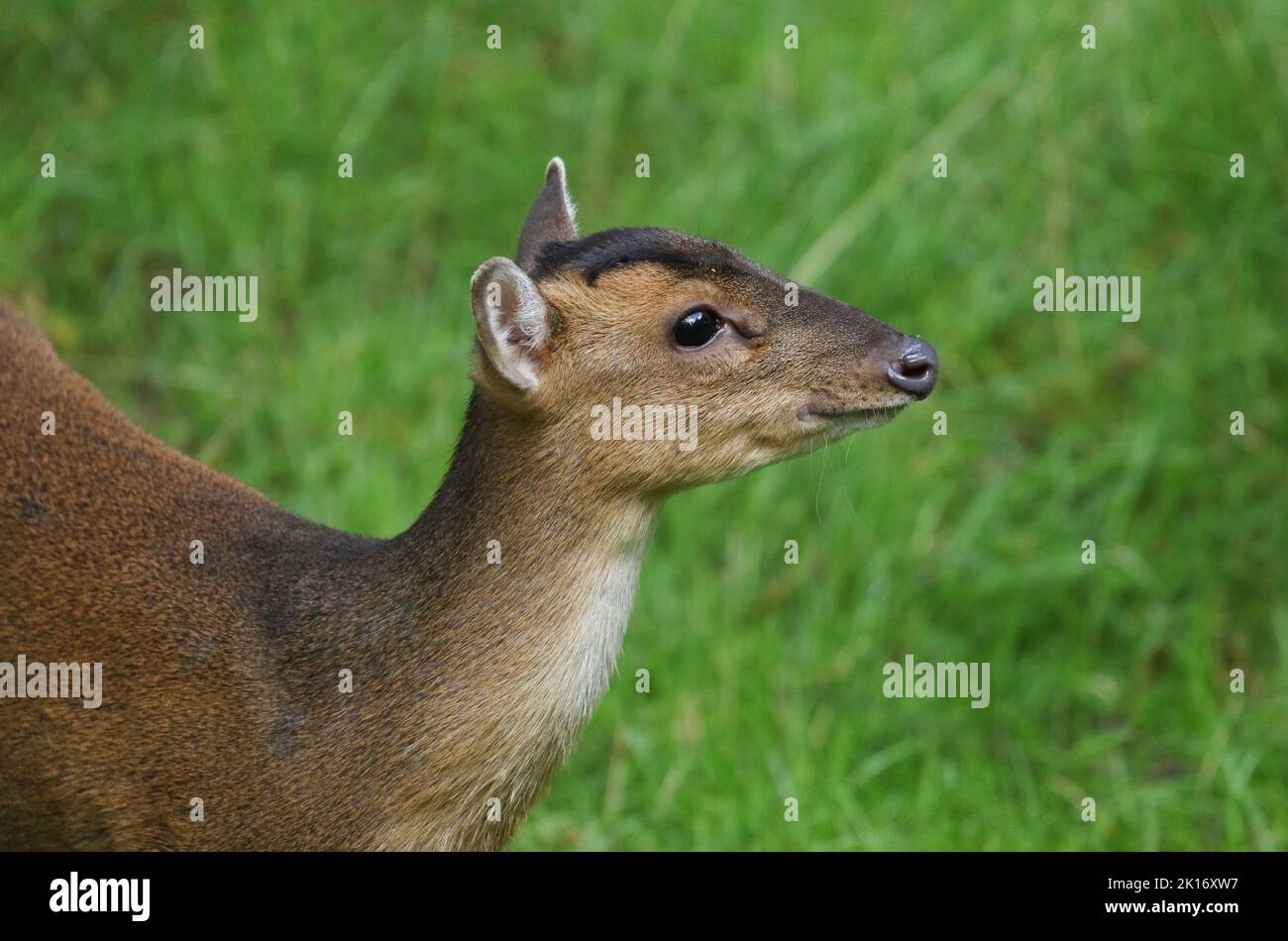 A female Muntjac Deer, Muntiacus reevesi, feeding in a field. Stock Photo