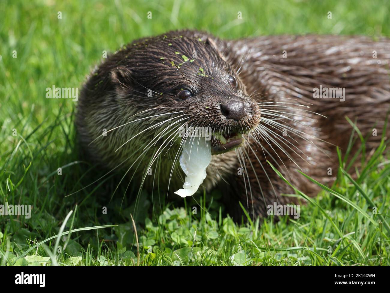 A head shot of a European Otter, Lutra lutra, on the bank of a lake at a wildlife conservation center. Stock Photo