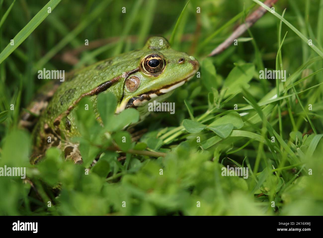 A Marsh Frog sitting in the vegetation at the edge of a pond in the UK. Stock Photo