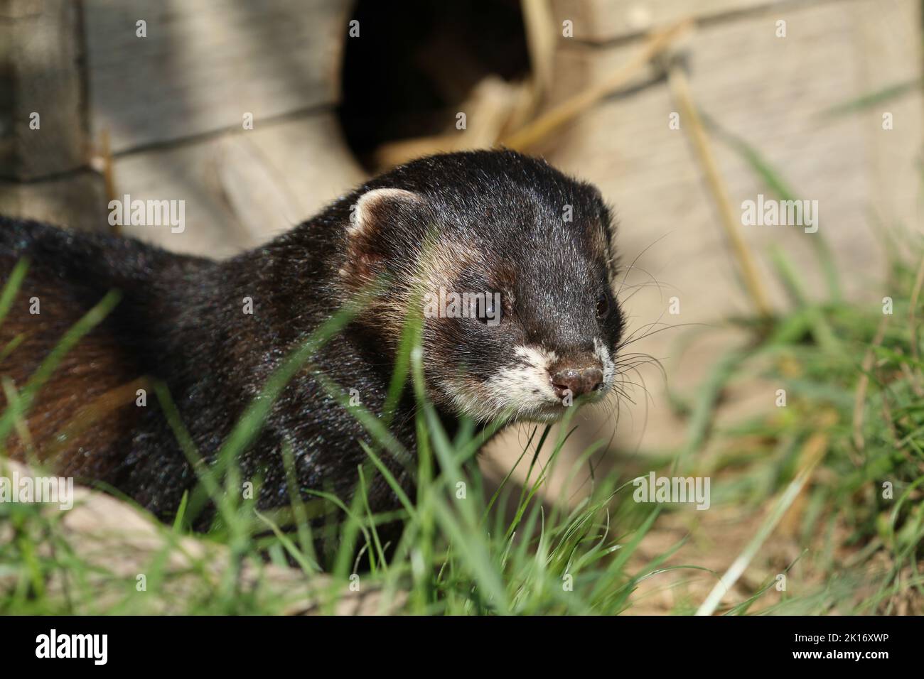 A head shot of a Polecat, Mustela putorius, at a wildlife conservation center. Stock Photo
