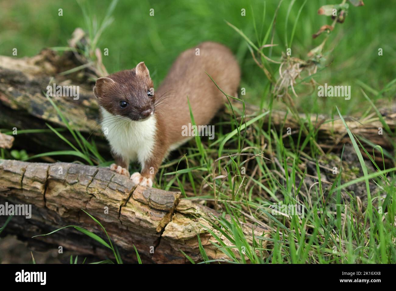 A Stoat, Mustela Erminea, hunting around for food in a pile of logs. Stock Photo