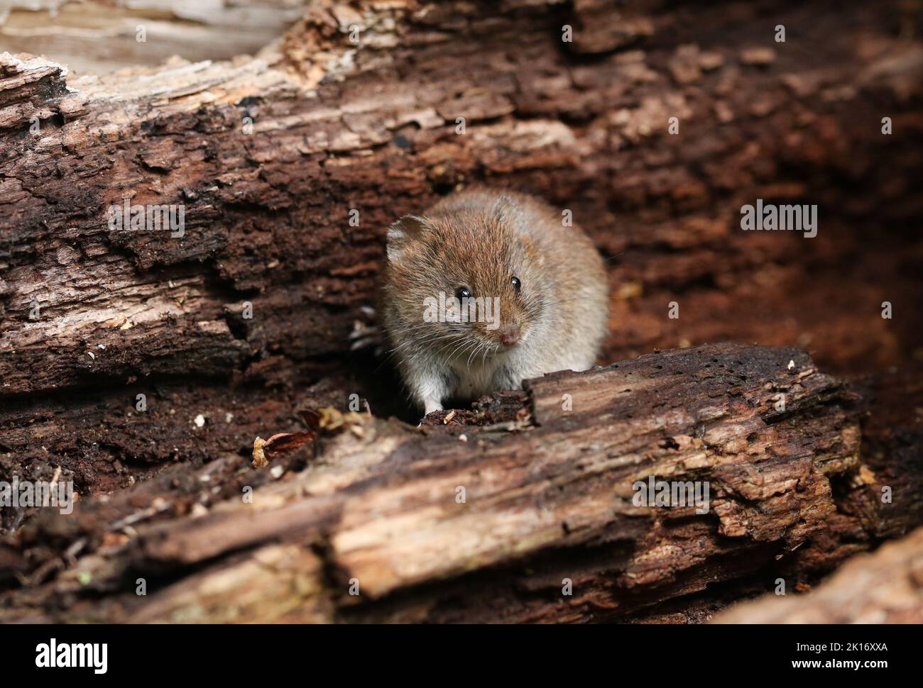 A cute wild Bank Vole, Myodes glareolus, foraging for food in a log pile. Stock Photo