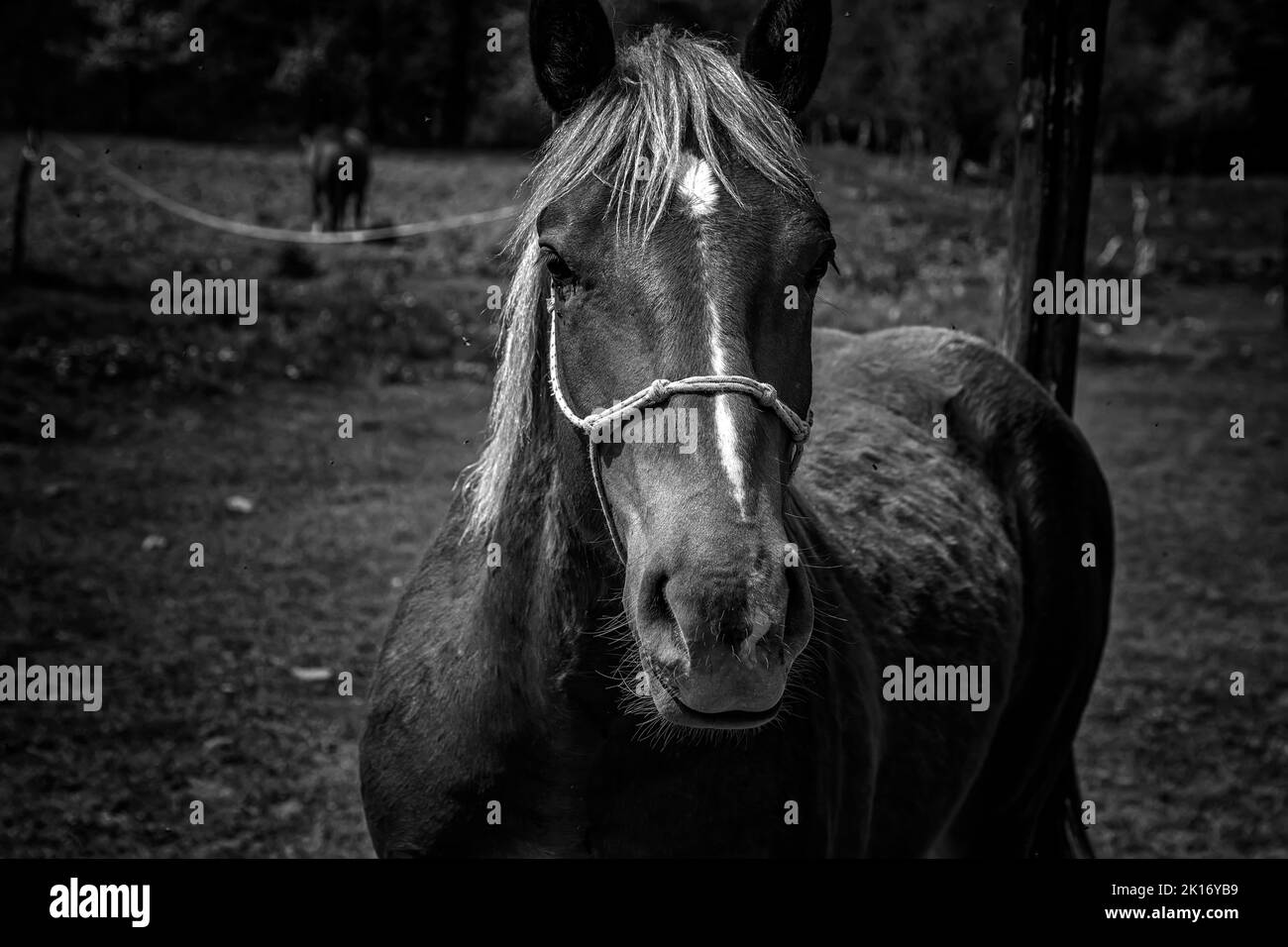Beautiful black horse, close-up head. Elegant black and white portrait Stock Photo