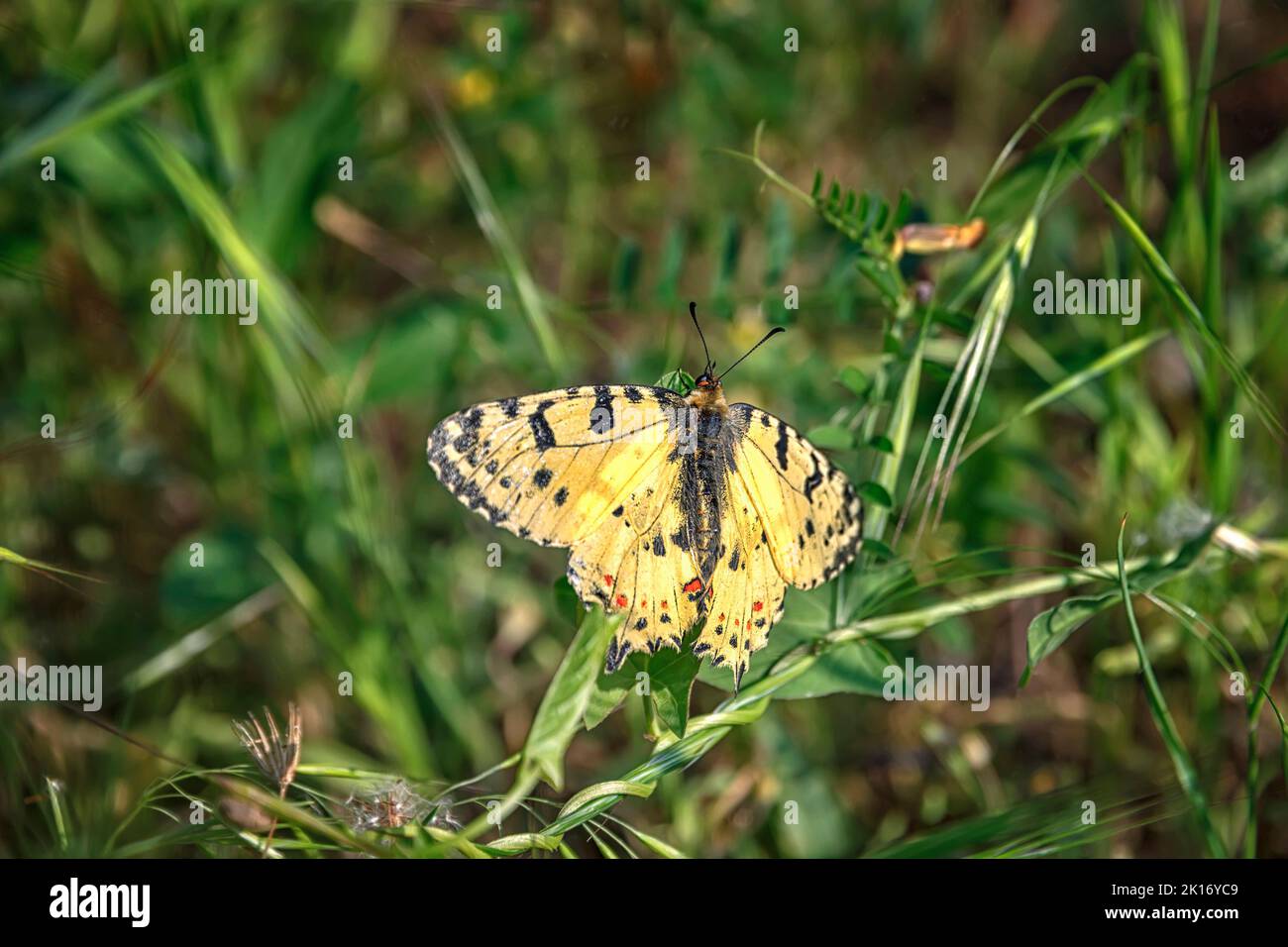 Amazing butterfly perched at green grass Stock Photo