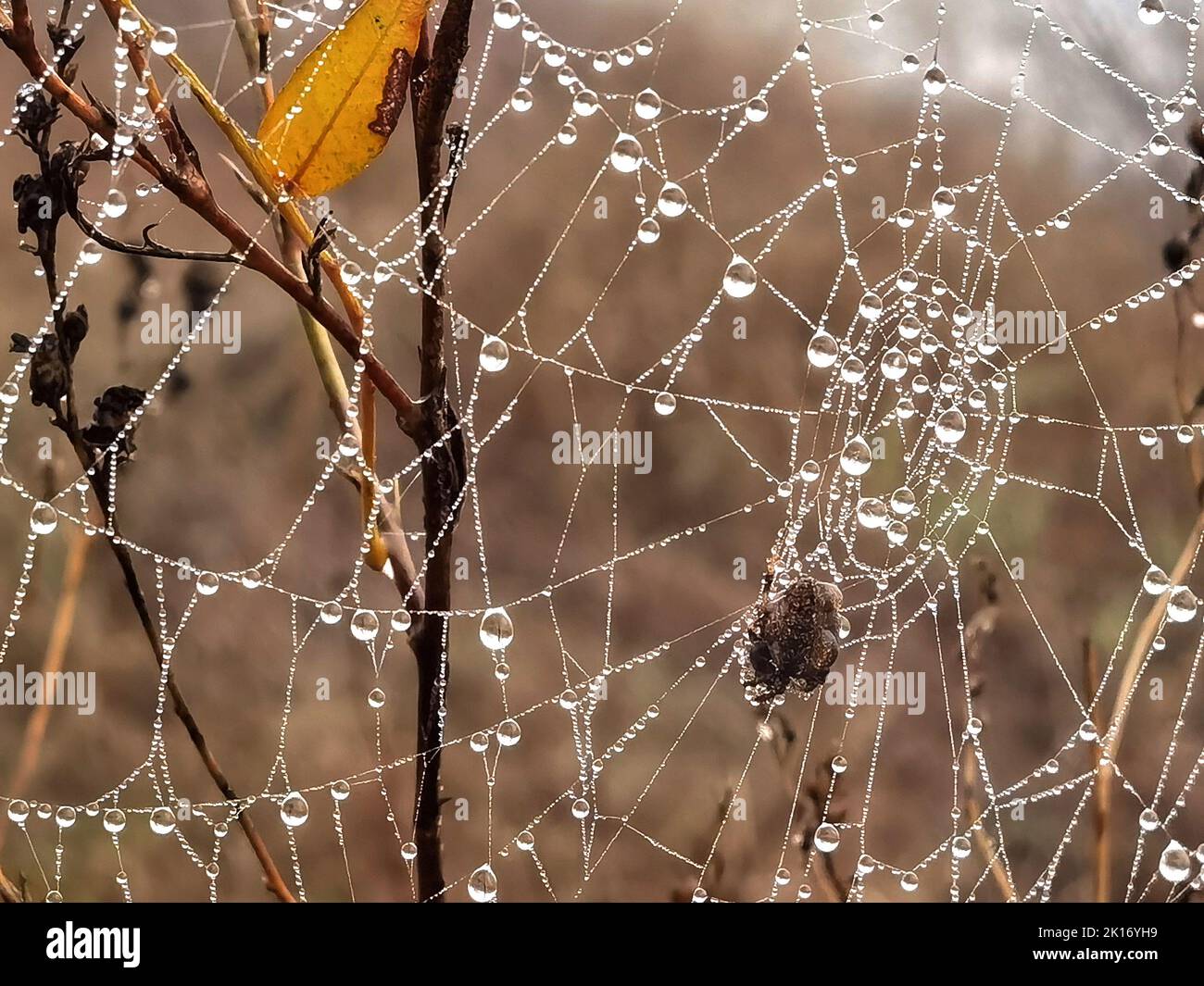 Beauty cobweb with raindrops on a plant in the field. Close up Stock ...