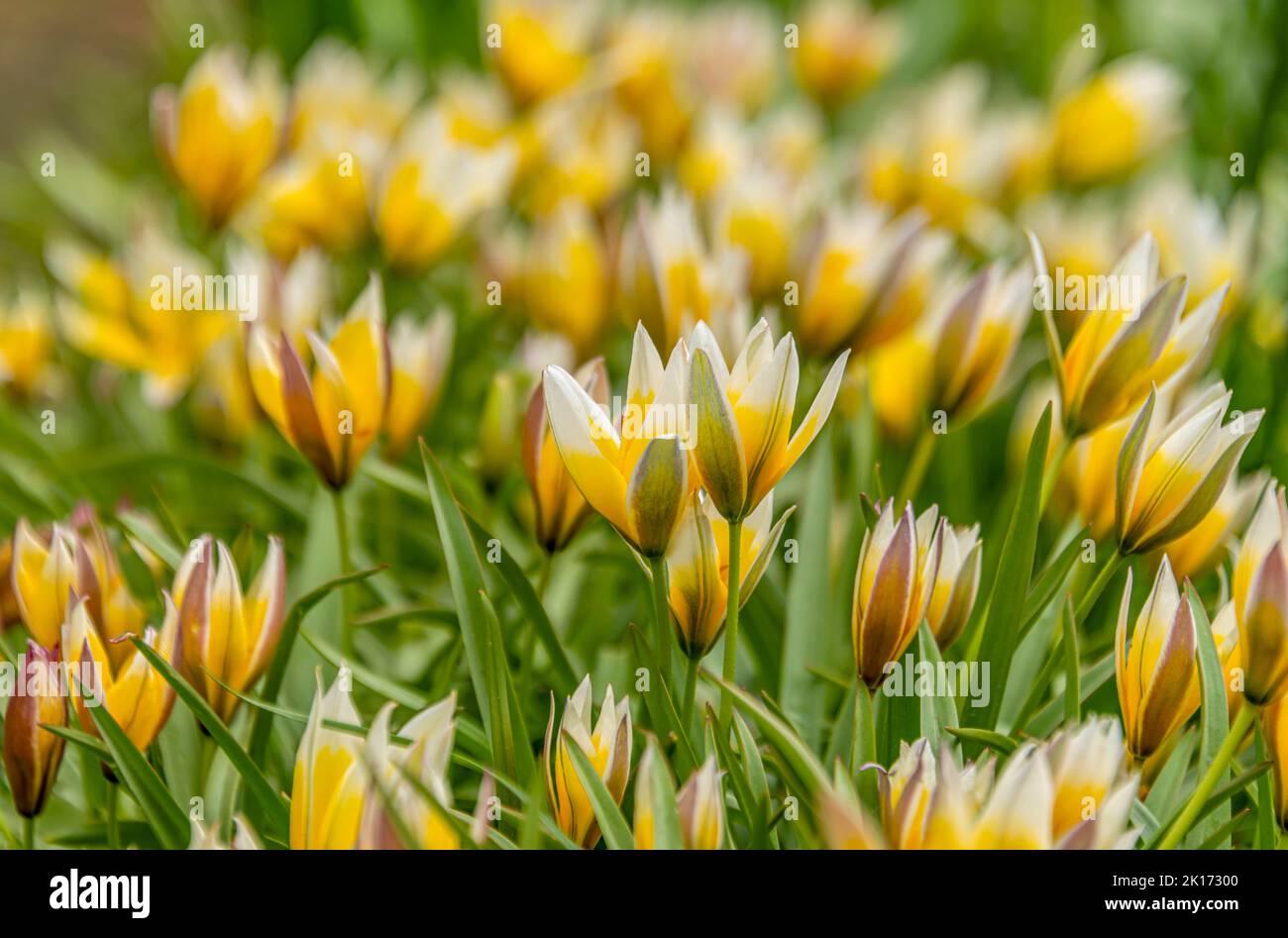 Close up of star tulips (Tulipa urumiensis) Stock Photo