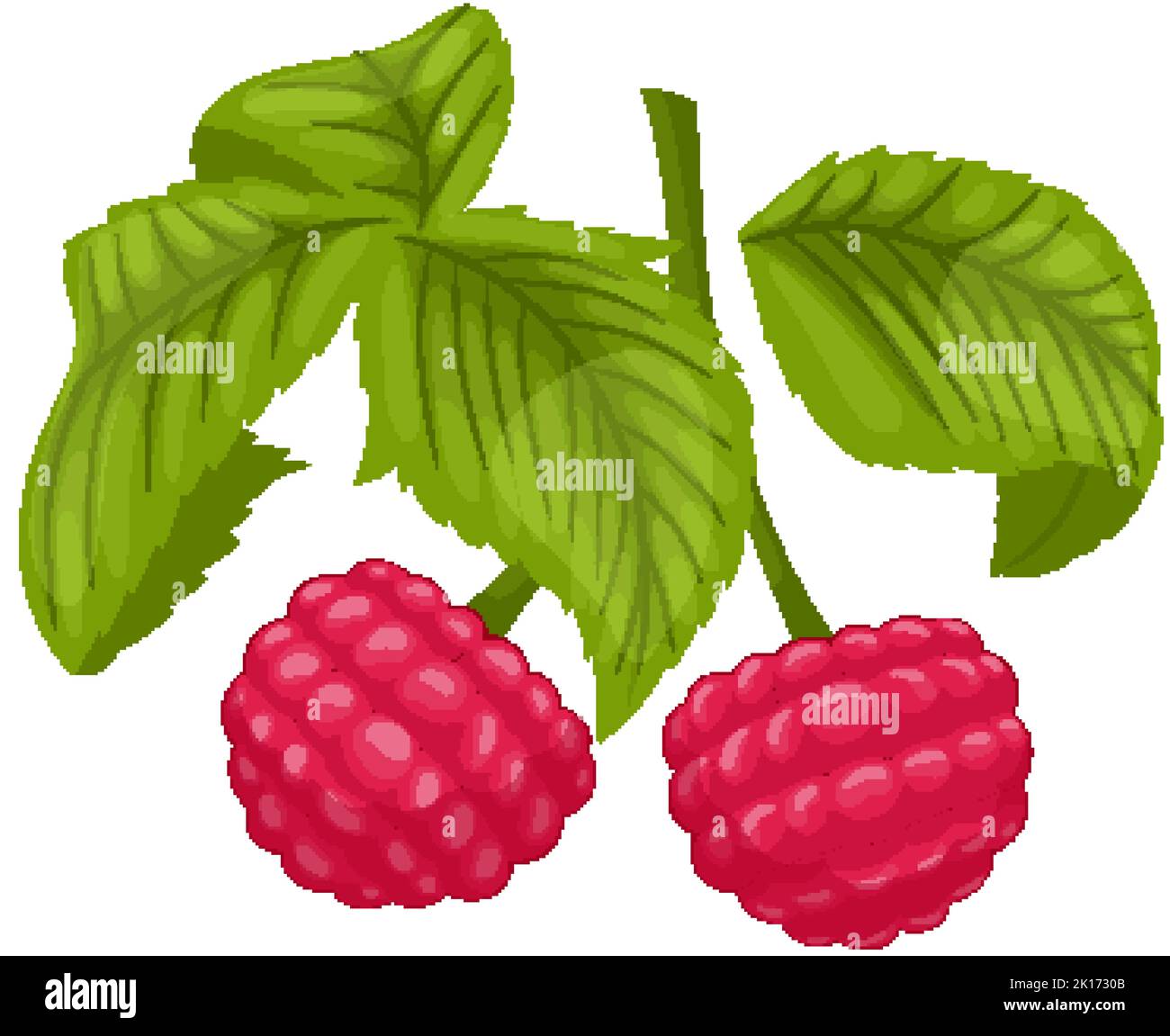 raspberry plant cartoon vector illustration Stock Vector Image & Art