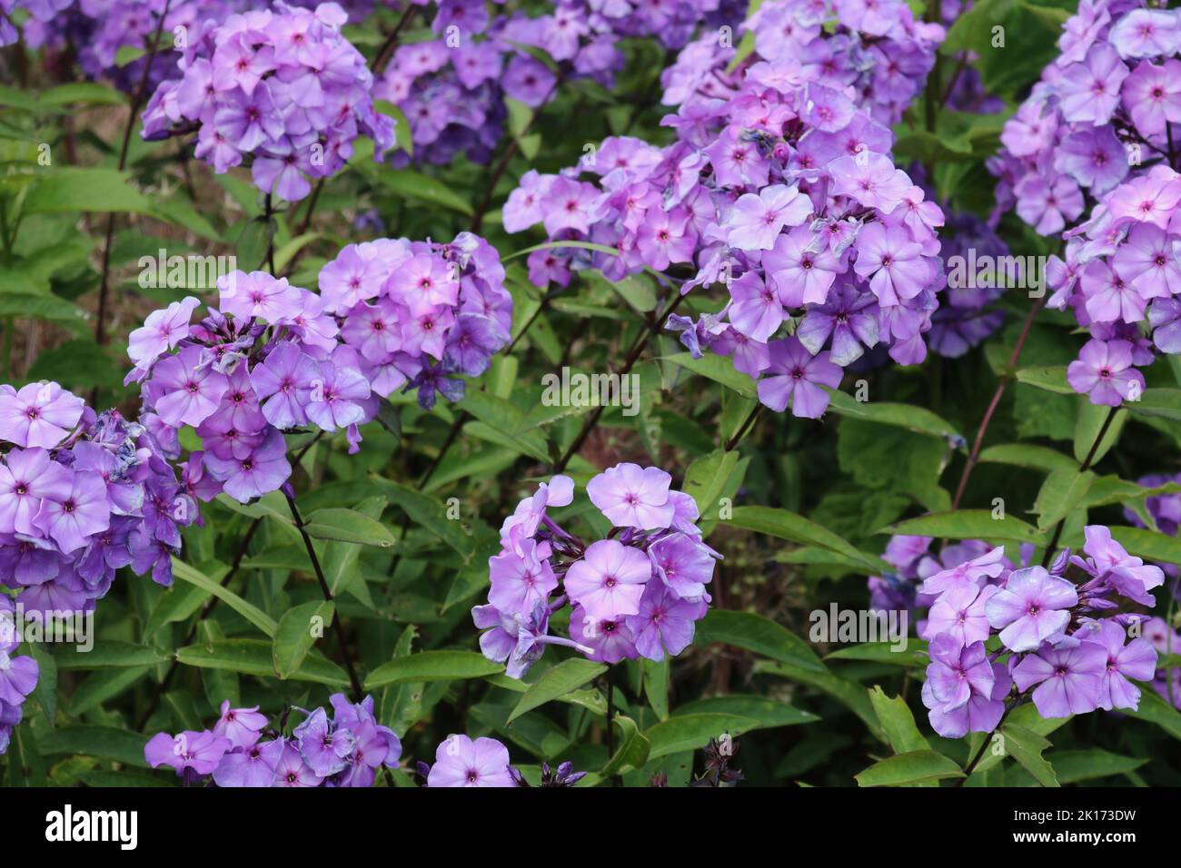 Polemoniaceae or phlox with small pretty purple pink flowers and foliage Stock Photo