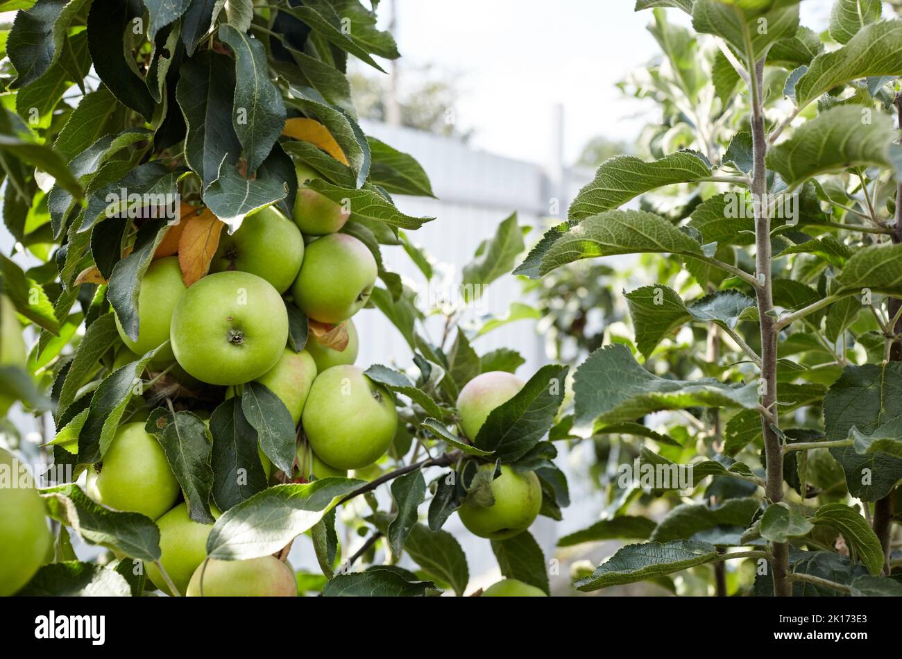 Ripe apples on a tree in a garden. Organic apples hanging from a tree branch in an apple orchard Stock Photo