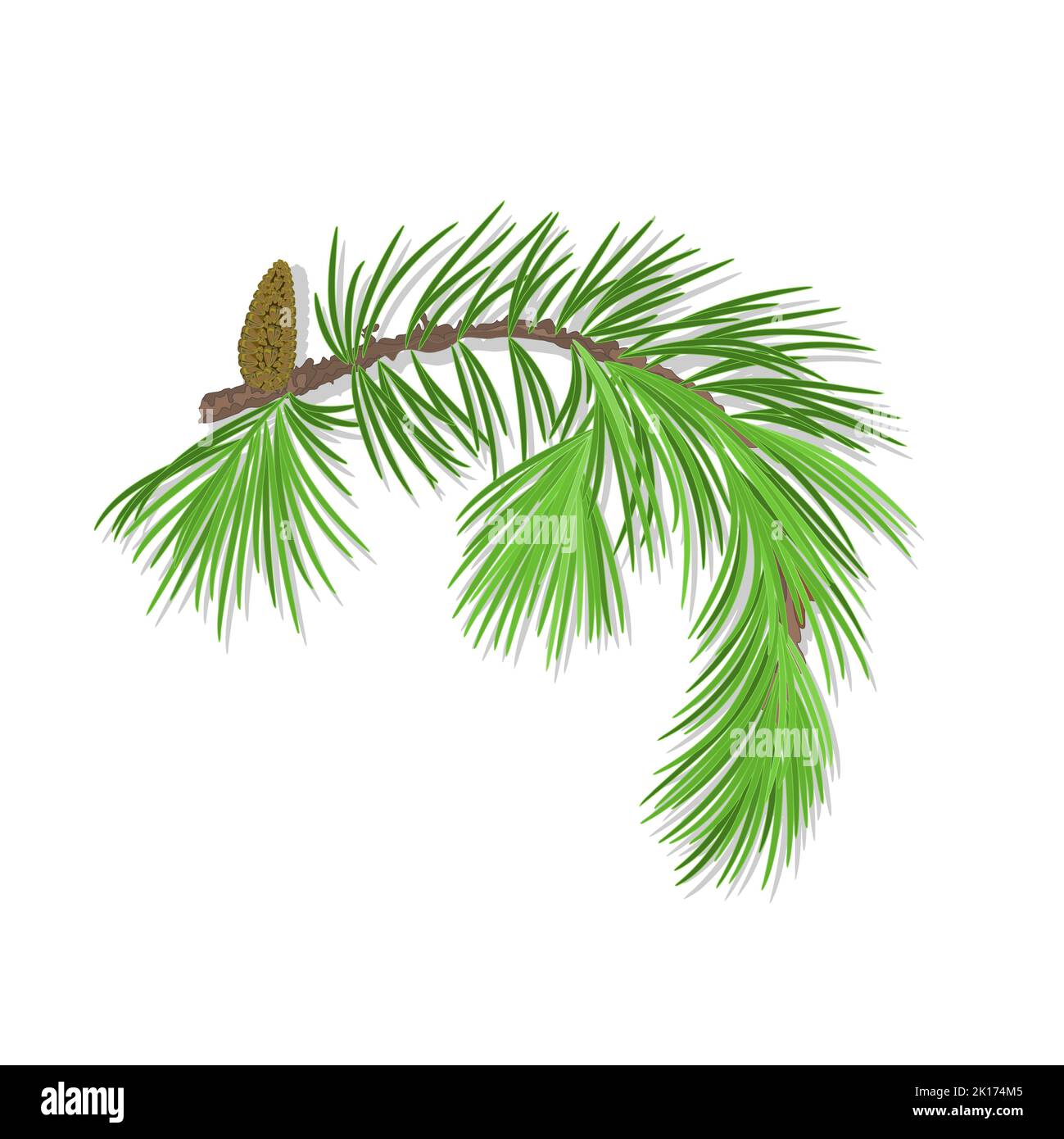 Branch of Christmas tree with pine cone vector Stock Vector Image & Art ...