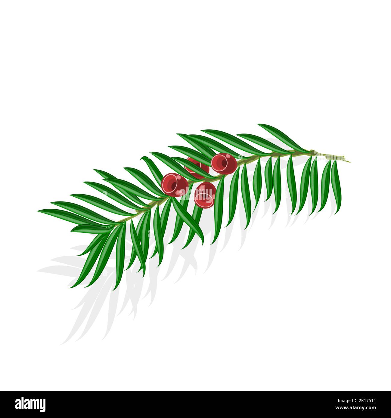 Yew tree berries Cut Out Stock Images & Pictures Alamy