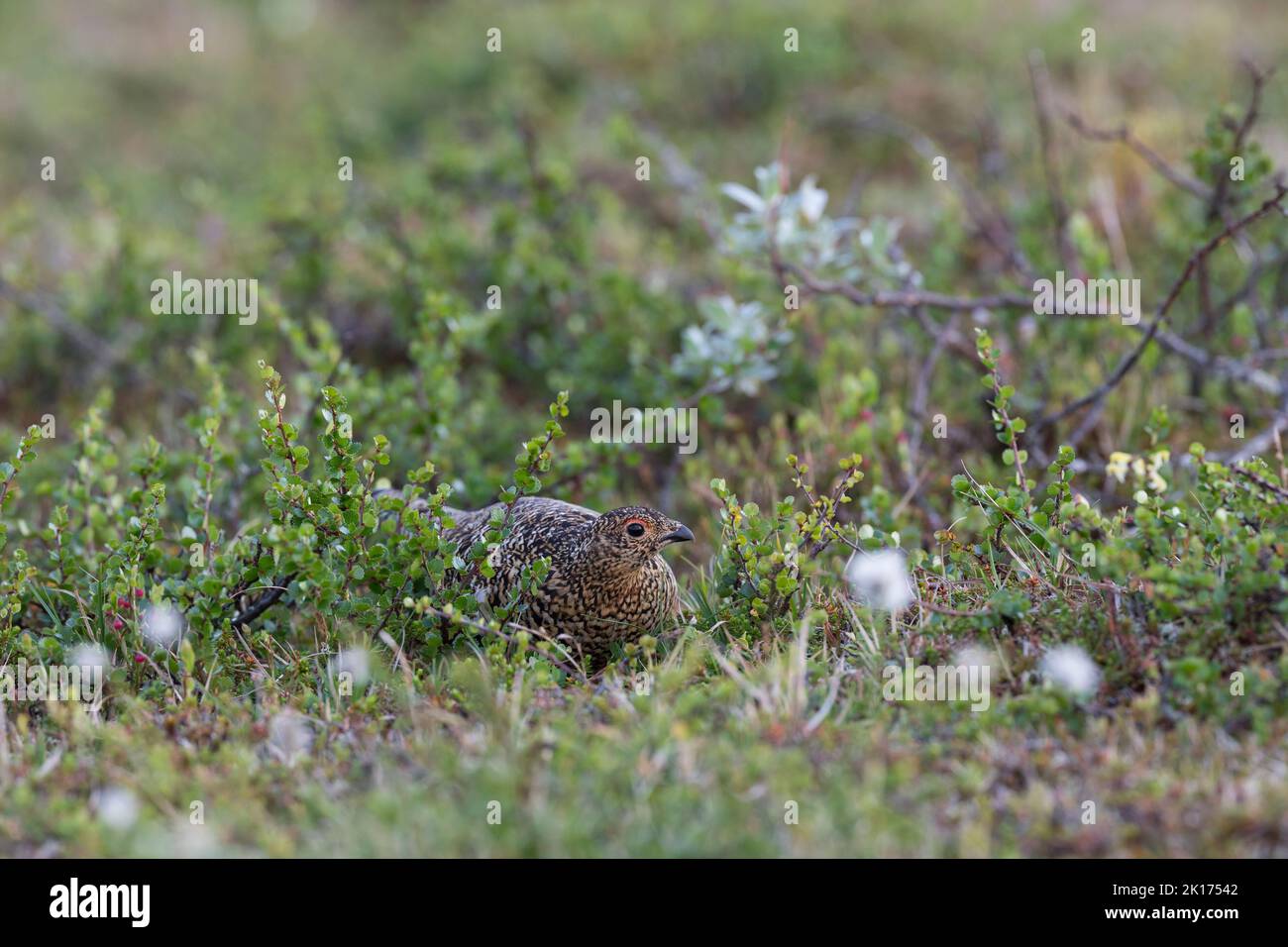 Alpen-Schneehuhn, Alpenschneehuhn, Schneehuhn, Lagopus muta, Lagopus mutus, ptarmigan, rock ptarmigan, Le Lagopède alpin Stock Photo