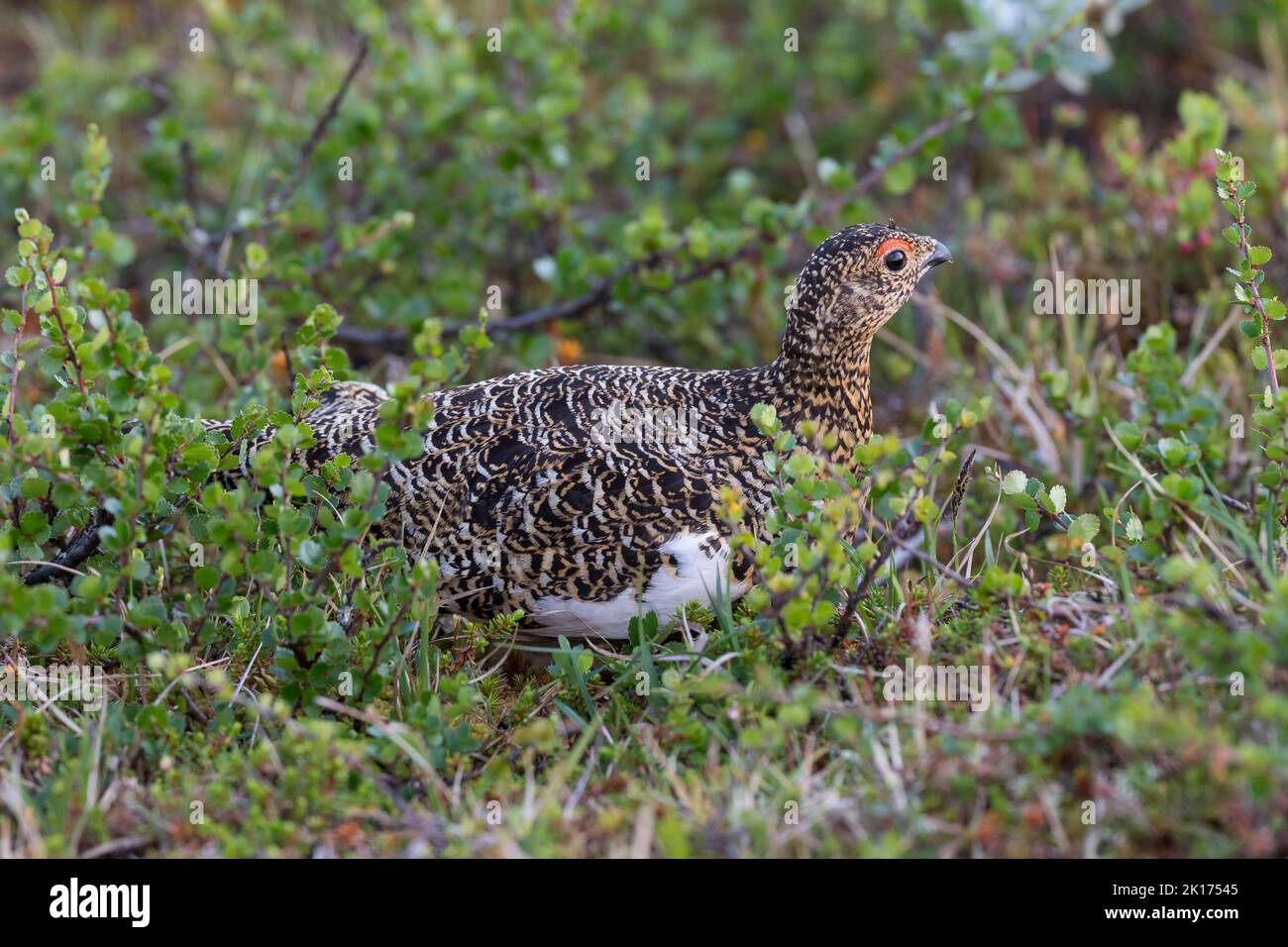 Alpen-Schneehuhn, Alpenschneehuhn, Schneehuhn, Lagopus muta, Lagopus mutus, ptarmigan, rock ptarmigan, Le Lagopède alpin Stock Photo