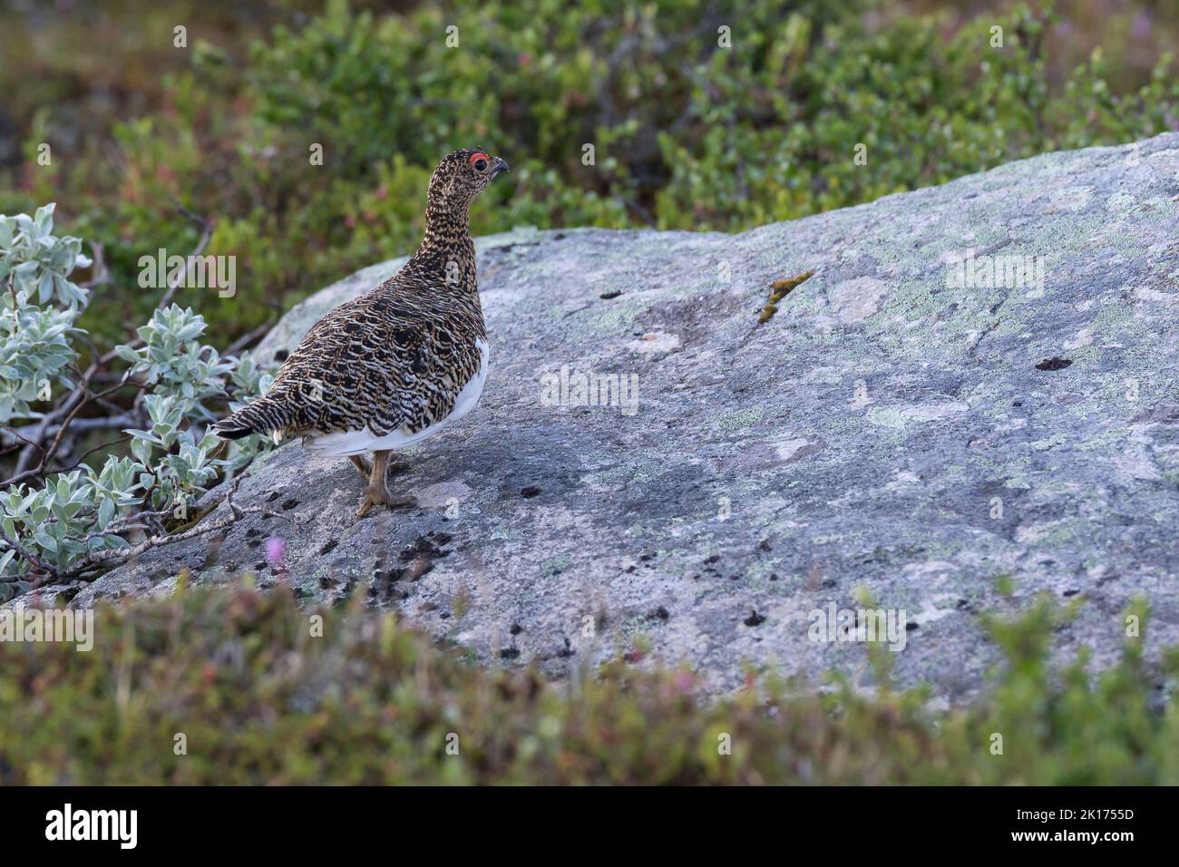 Alpen-Schneehuhn, Alpenschneehuhn, Schneehuhn, Lagopus muta, Lagopus mutus, ptarmigan, rock ptarmigan, Le Lagopède alpin Stock Photo