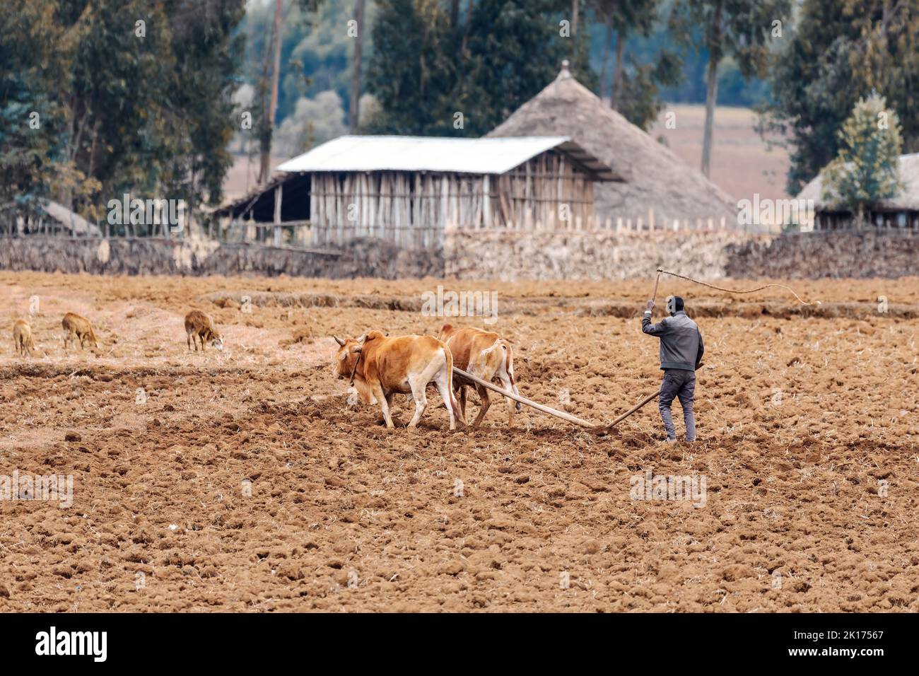 Unknown Ethiopian farmer cultivates a field with a traditional primitive wooden plow pulled by cows on April 19. 2019 in Oromia Region, Ethiopia Stock Photo