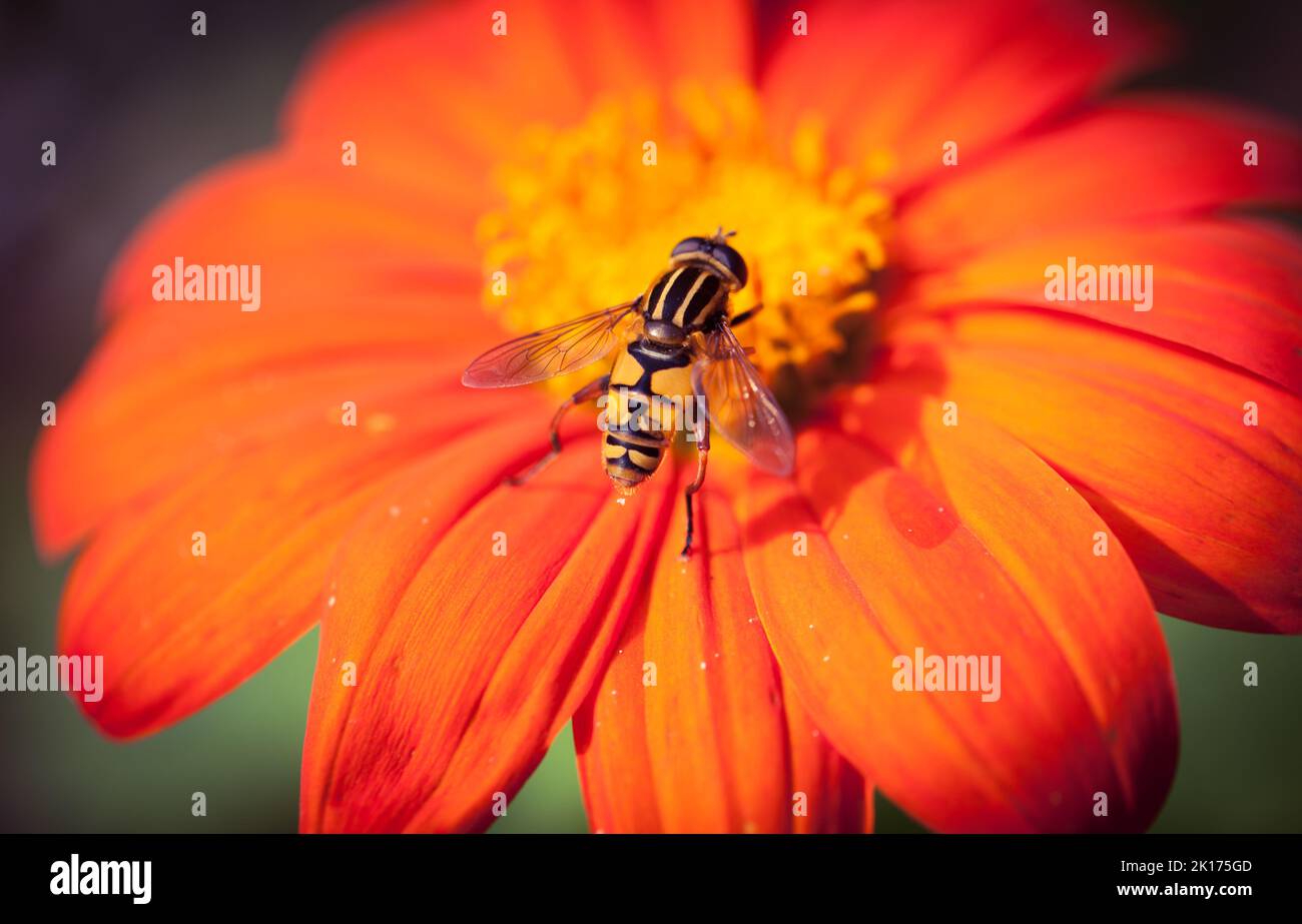 Syrphid Fly ( Hoverfly) of species Helophilius pendulus foraging in the centre of a flower head, Stock Photo