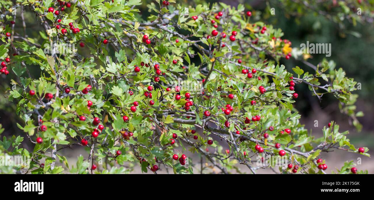 Calycine Hawthorn with ripening berries ( Crataegus rhipidophylla Gand, ) Stock Photo
