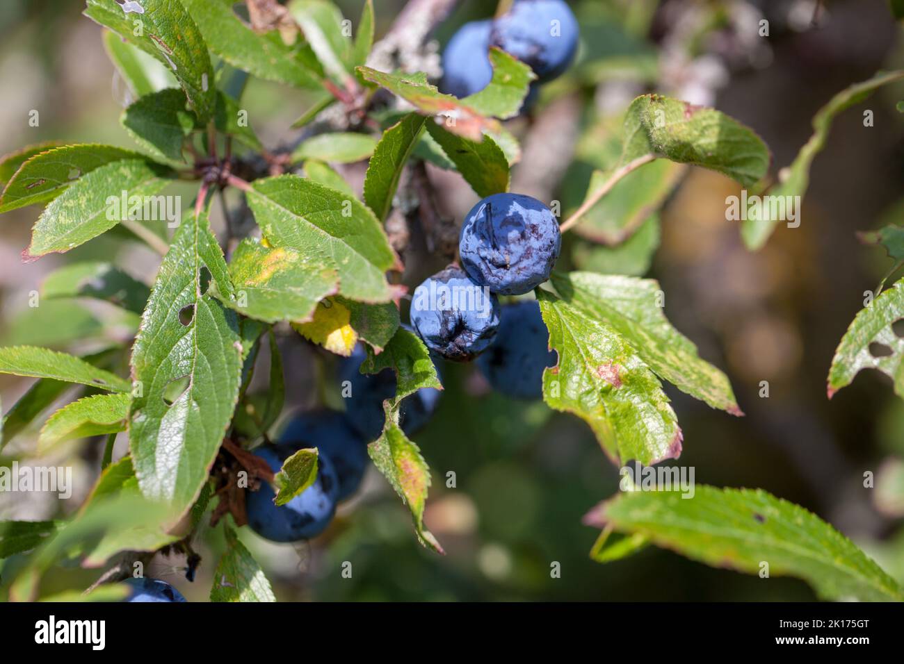 Wild Fruit Forage - Close-up of Sloe Fruits growing wild in forest, Blackthorn berries (Prunus spinosa) Stock Photo