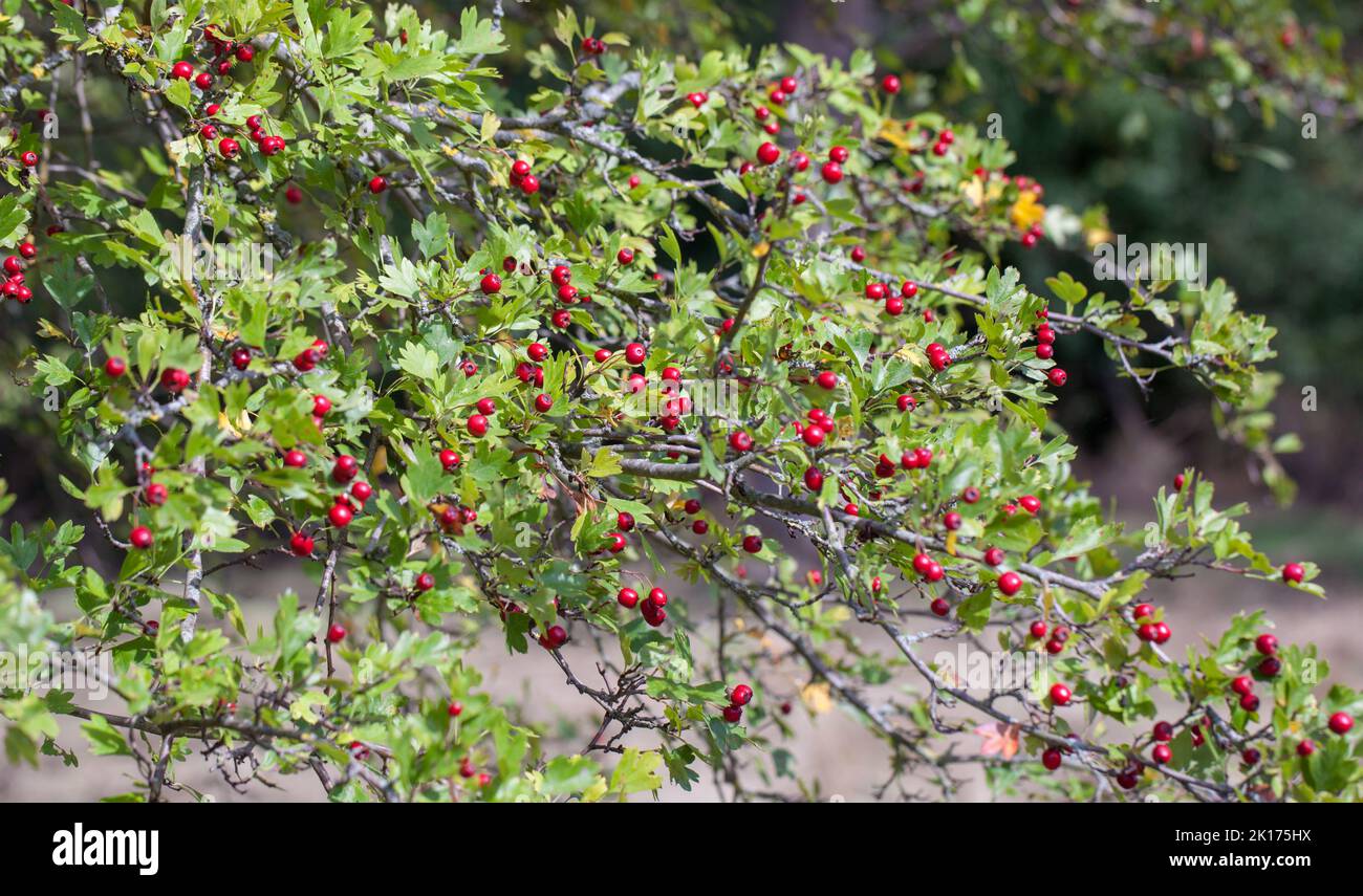Calycine Hawthorn with ripening berries ( Crataegus rhipidophylla Gand, ) Stock Photo