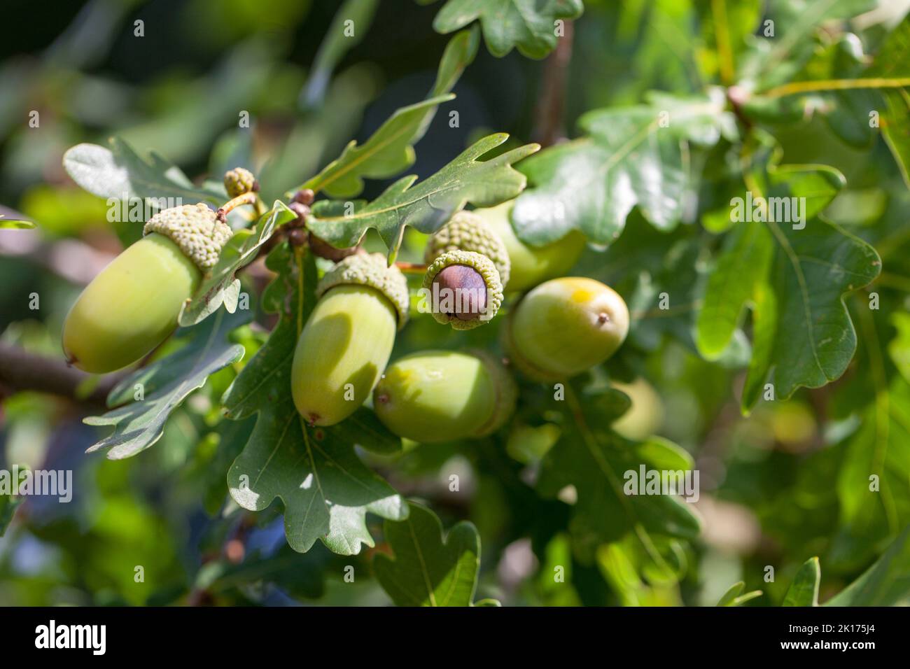 Autumn Season Approaches - Close-up of ripening acorn nuts growing on a tree in the forest Stock Photo