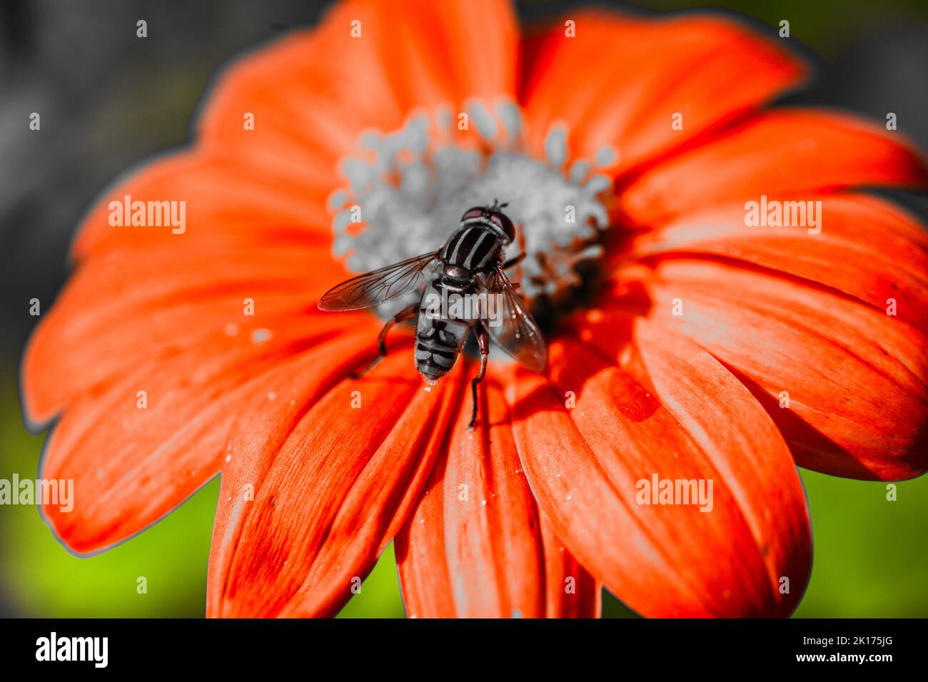 Syrphid Fly ( Hoverfly) of species Helophilius pendulus foraging in the centre of a flower head, Stock Photo