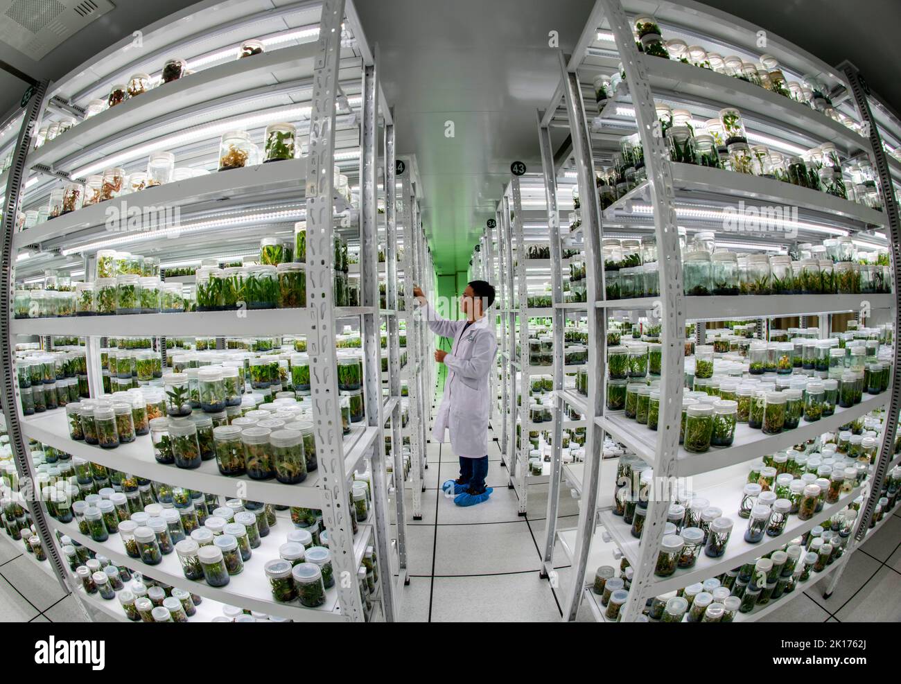 Kunming. 20th Oct, 2021. Photo taken on Oct. 20, 2021 shows the vitro storage room at the Germplasm Bank of Wild Species in Kunming, southwest China's Yunnan Province. Credit: Jiang Wenyao/Xinhua/Alamy Live News Stock Photo