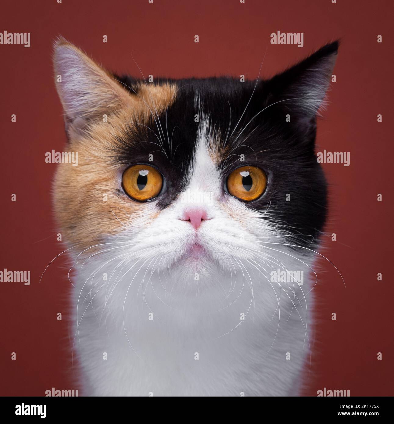 white calico persian cat looking at camera portrait on red background