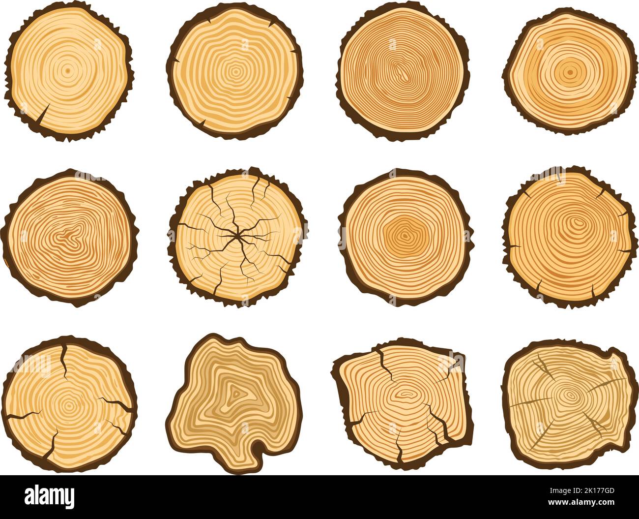 Tree Trunk Cross Section Round Pine Logs Forest Wood Circle And Tree