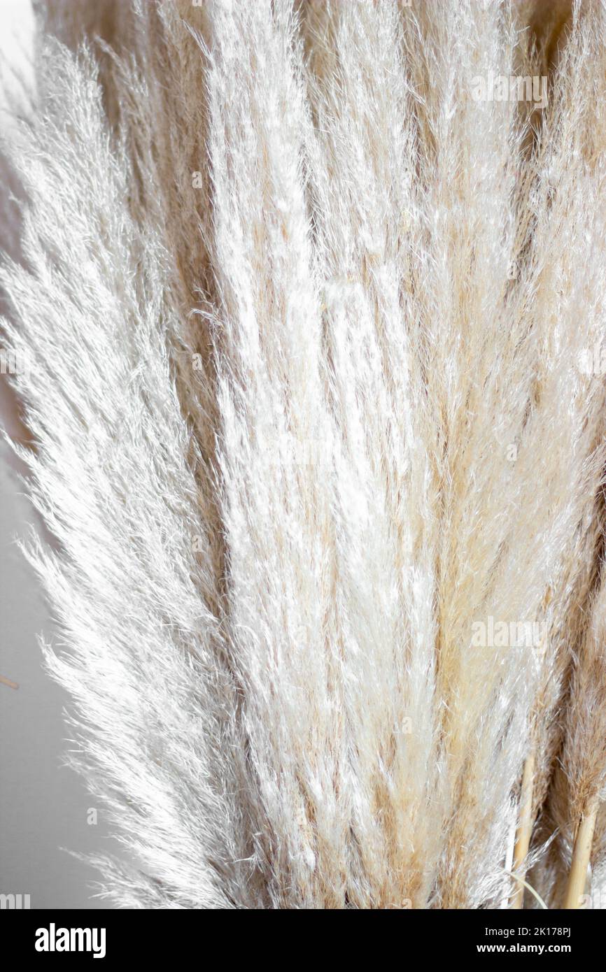 Pampas grass in glass vase against wall. Still life bouquet of dried