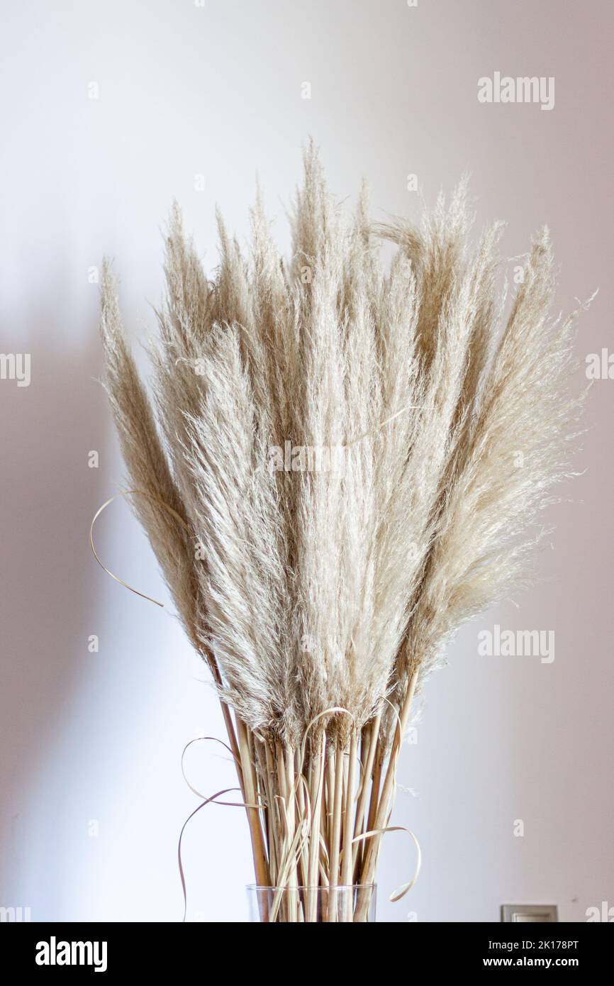 Pampas grass in glass vase against wall. Still life bouquet of dried