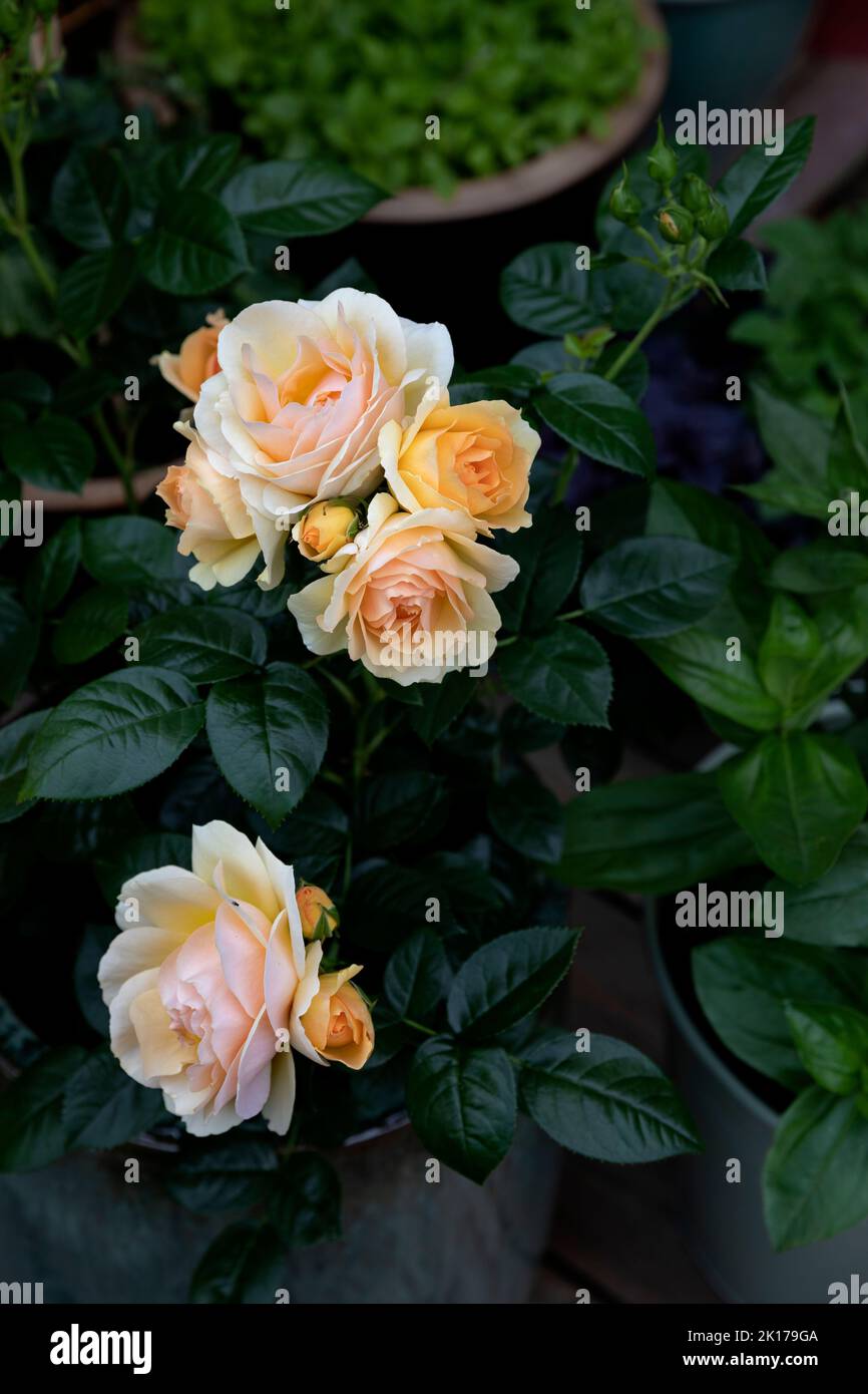 Close-up of flower bush Stock Photo
