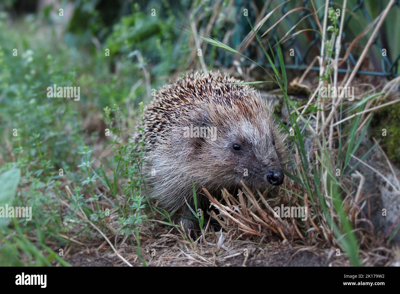 Hedgehog in the grass Stock Photo