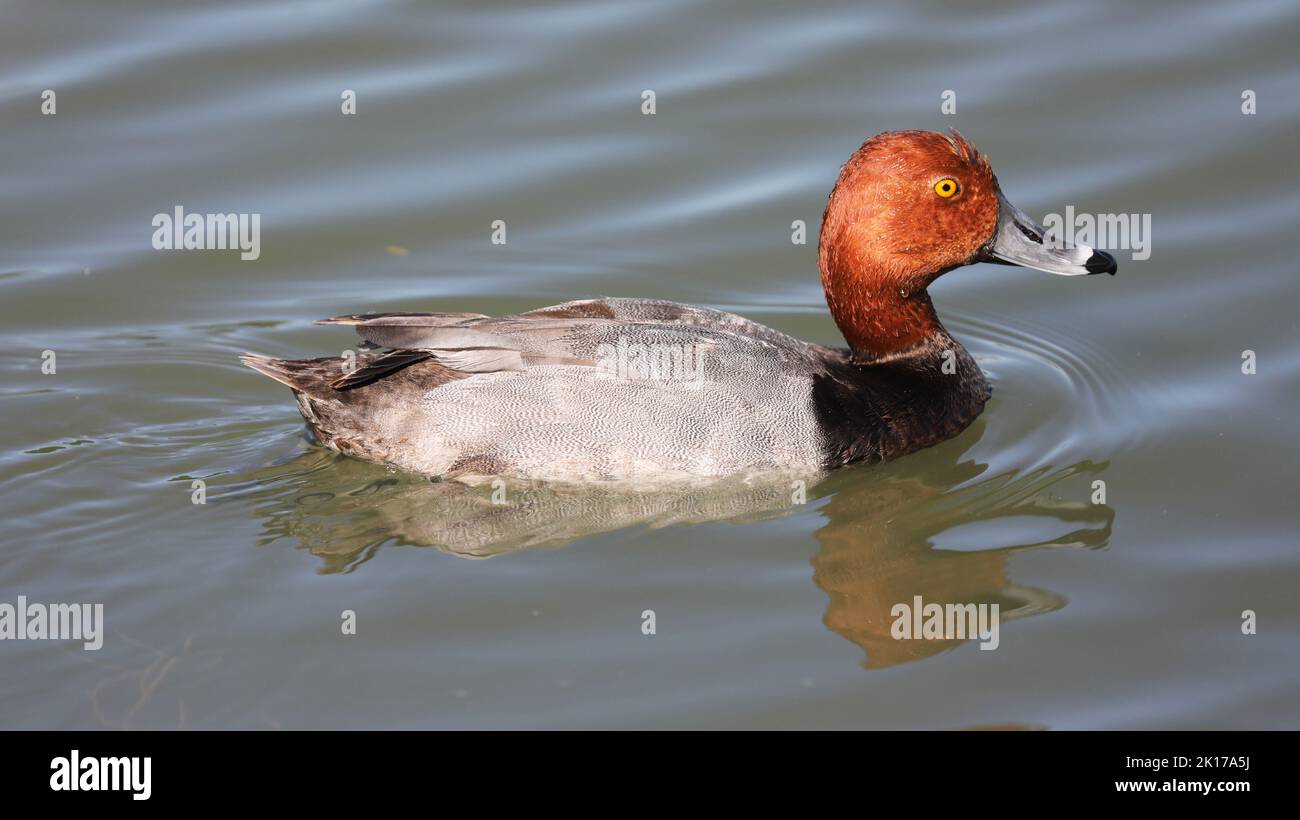 Close up of a Redhead in a pond, Arizona Stock Photo