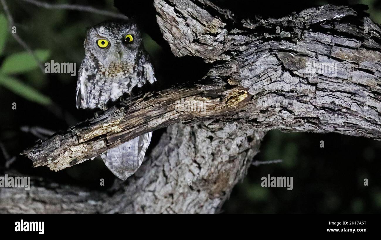 Whiskered screech-owl by night, Arizona Stock Photo