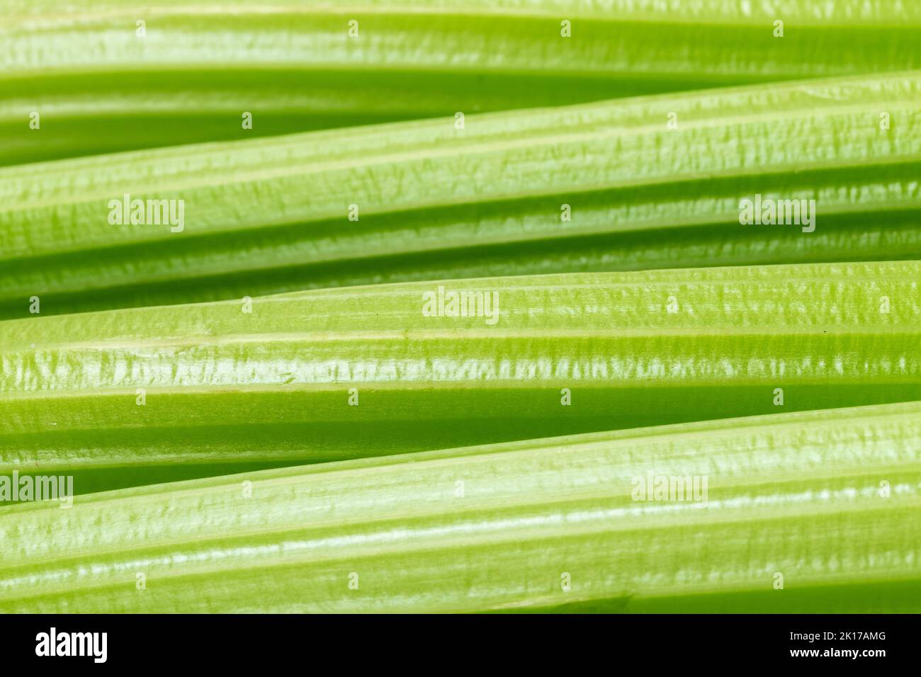 close up of celery stalks Stock Photo