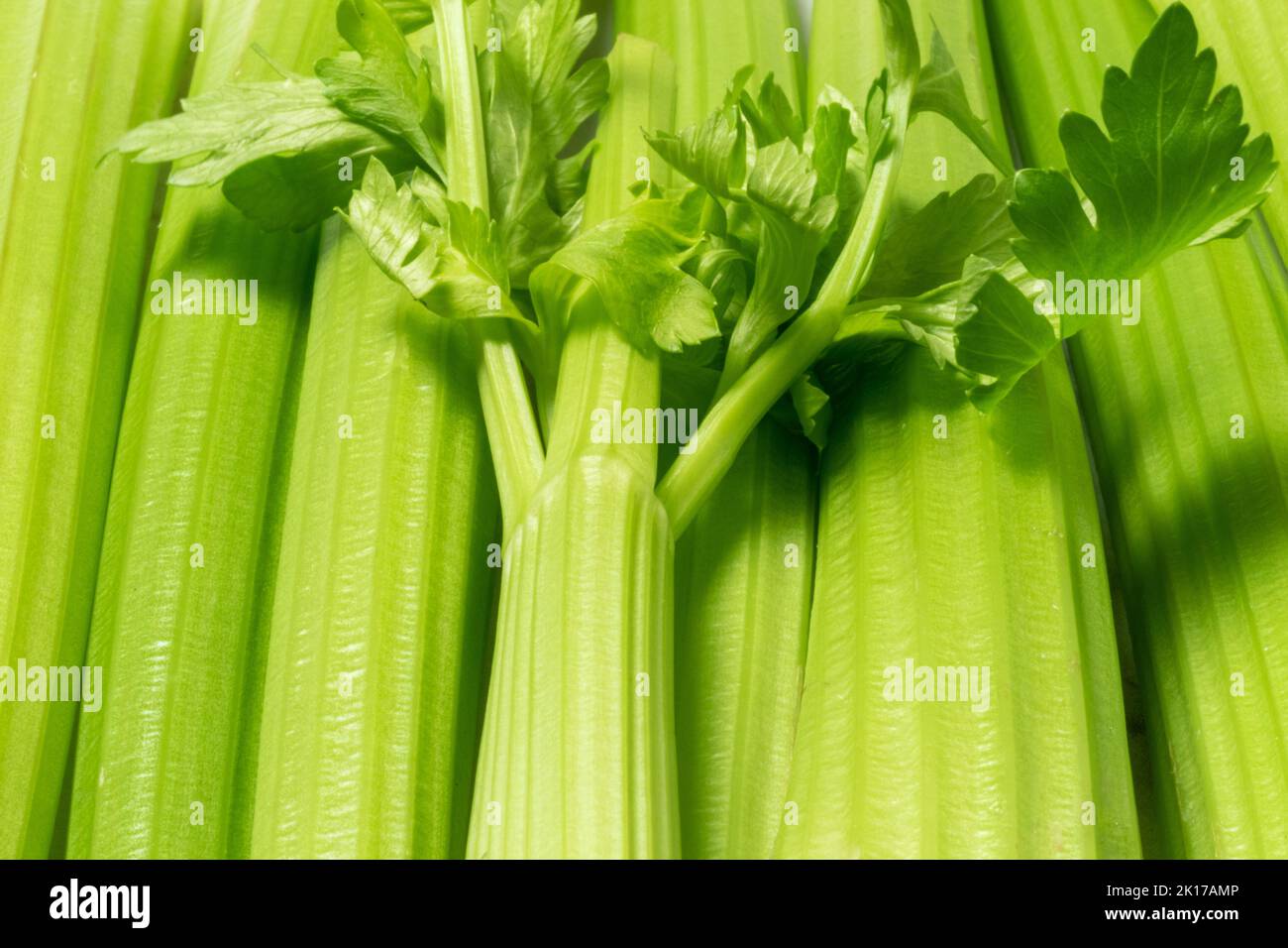 celery stalks and leaves Stock Photo