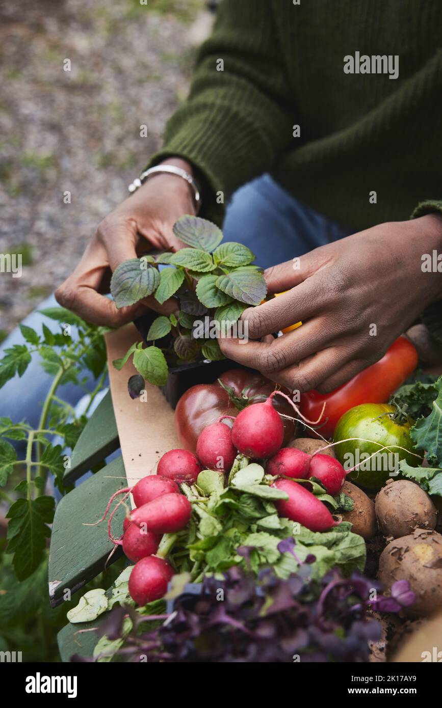High angle view of hands holding herbs Stock Photo