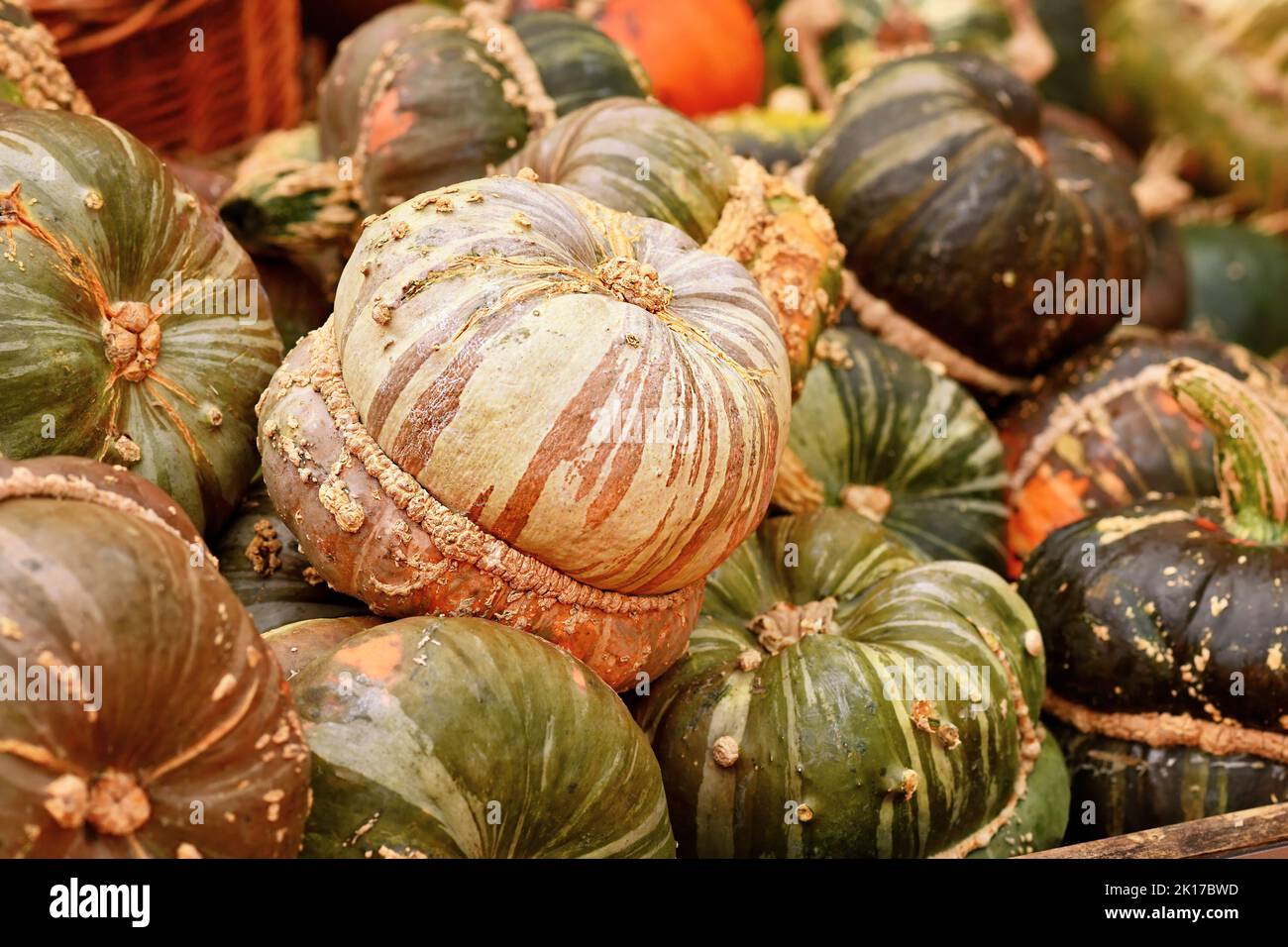 Cream and brown colored Turban squash with warts on skin on pile Stock Photo