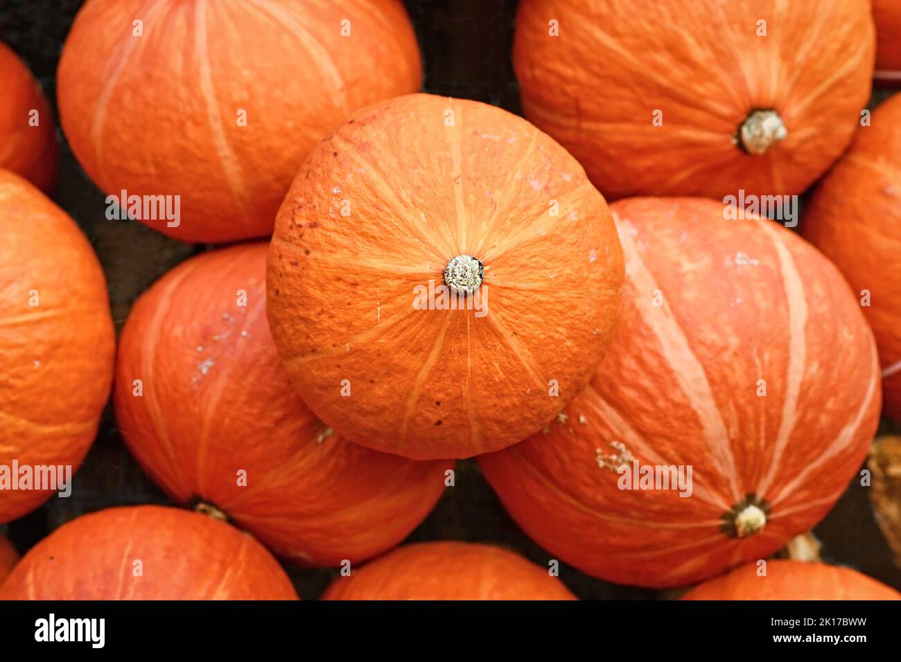 Red Kuri Hokkaido squash in pile of pumpkins Stock Photo